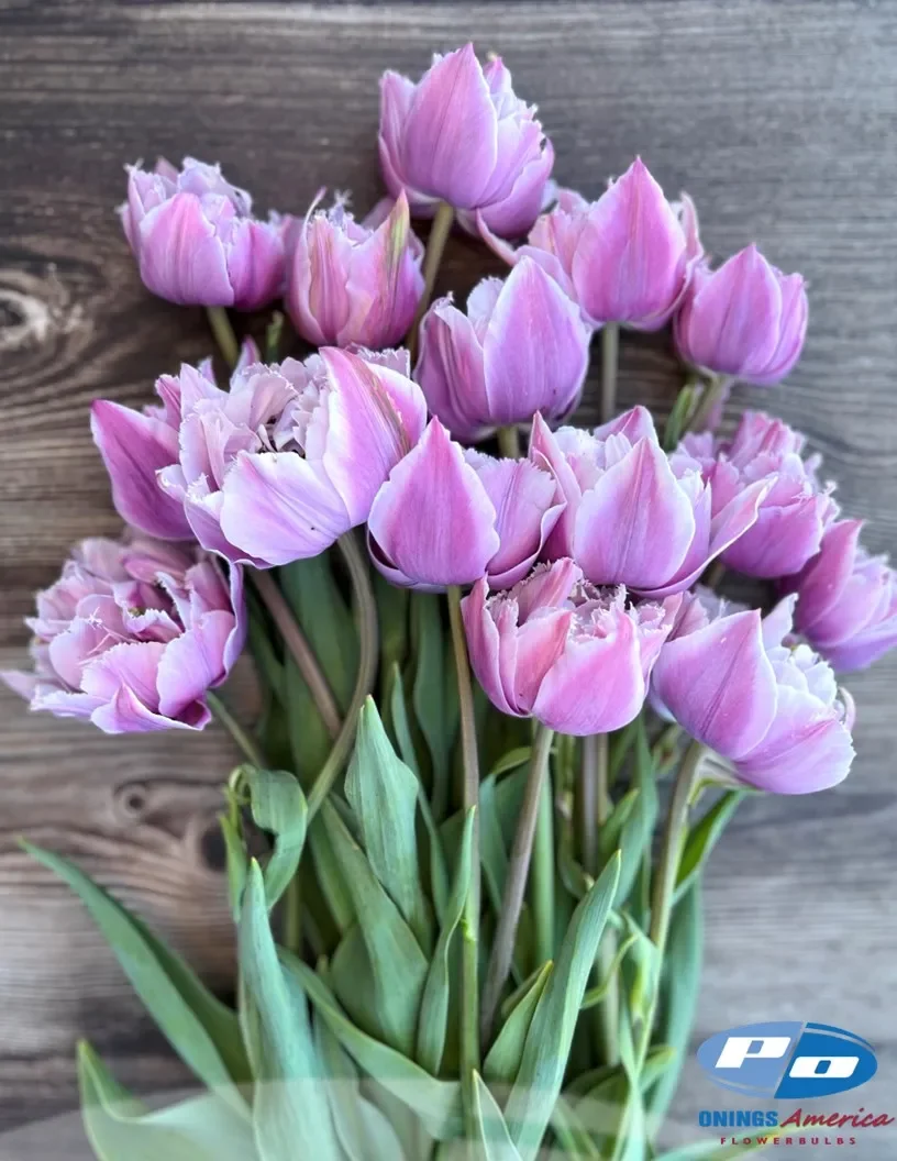 tulip-great-barrier-cdf.webp