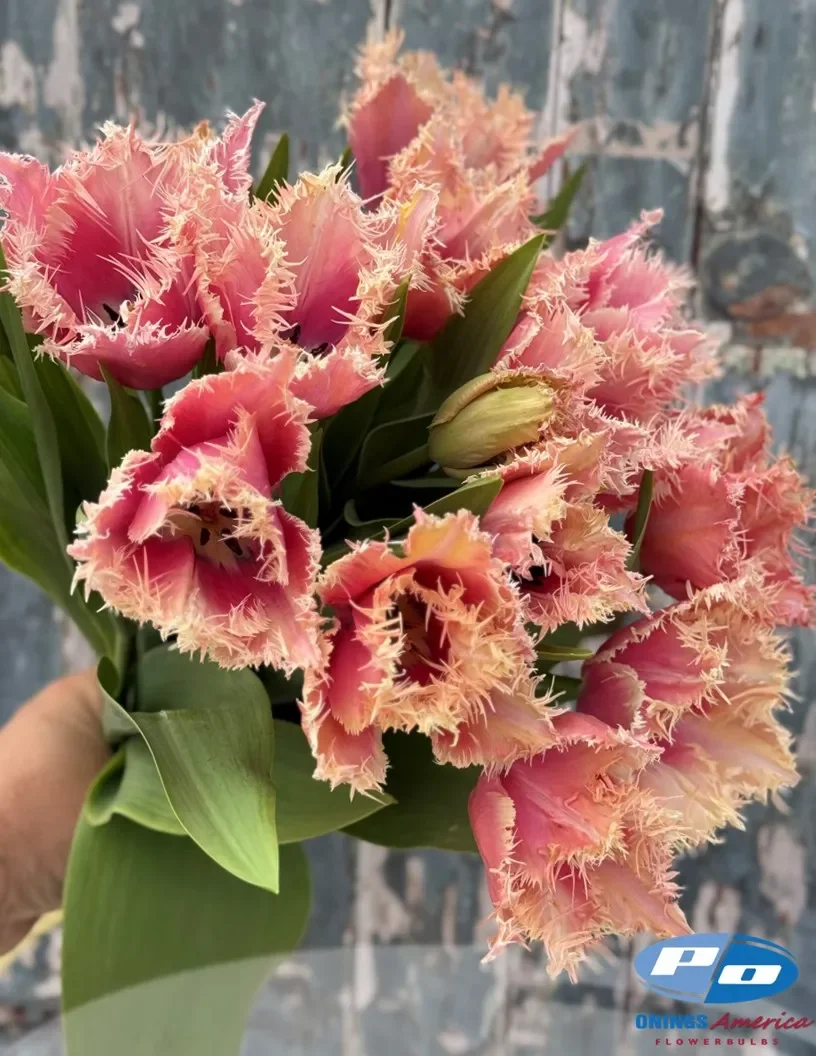tulip-paleis-het-loo-a.webp