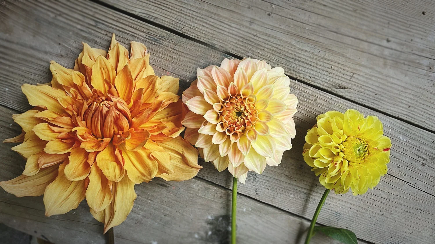 Dahlia Tubers for Sale Grown on our farm in North Carolina — SNOW