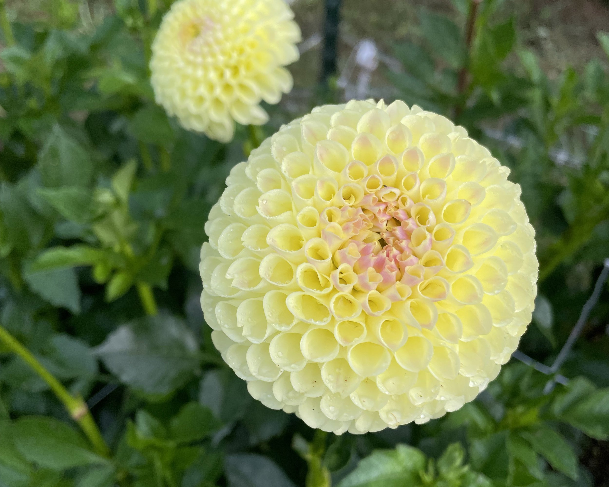 Growing Dahlias From Seed — Growing Guides - SNOW CREEK FLORA