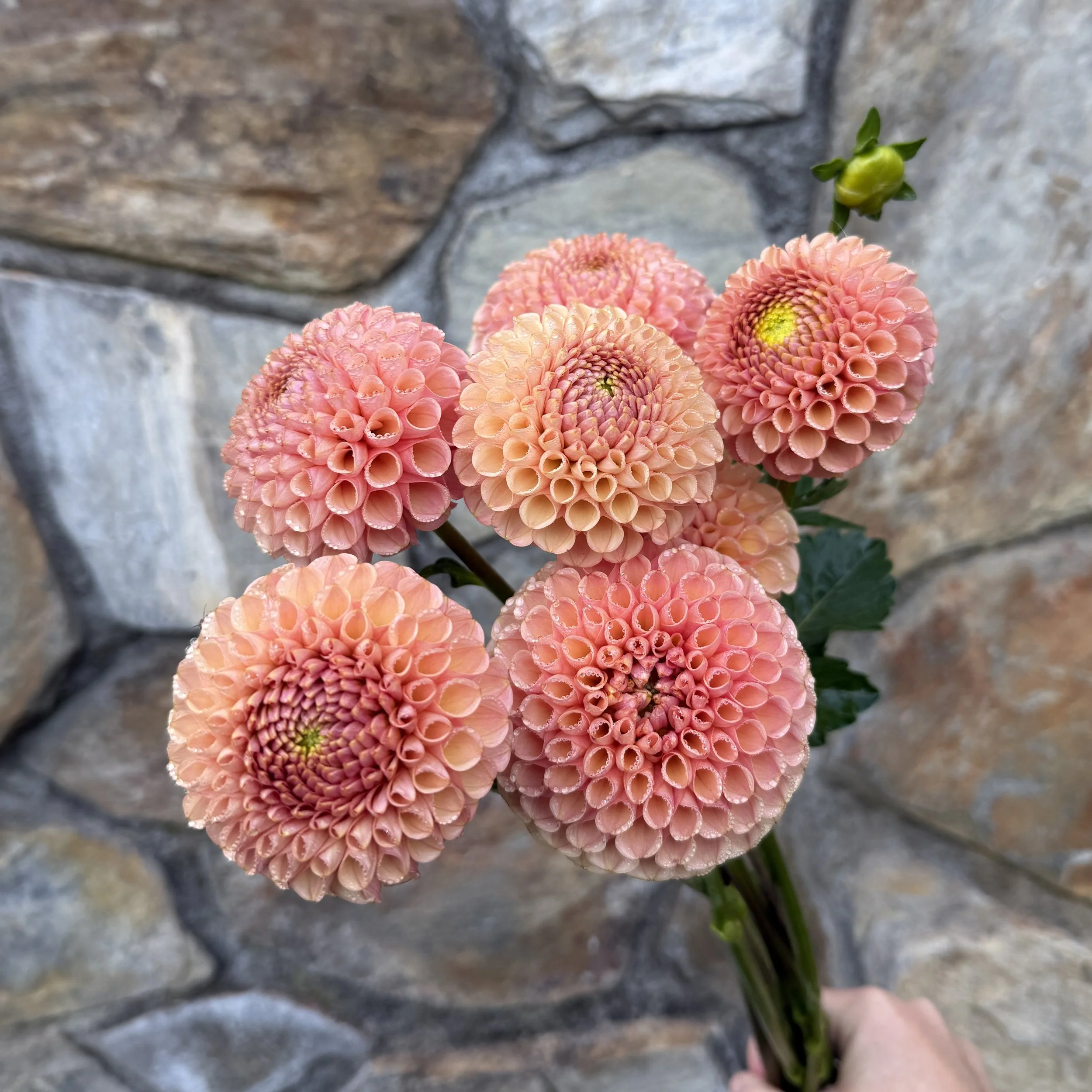 ka_honeycomb_2026_4151.jpg