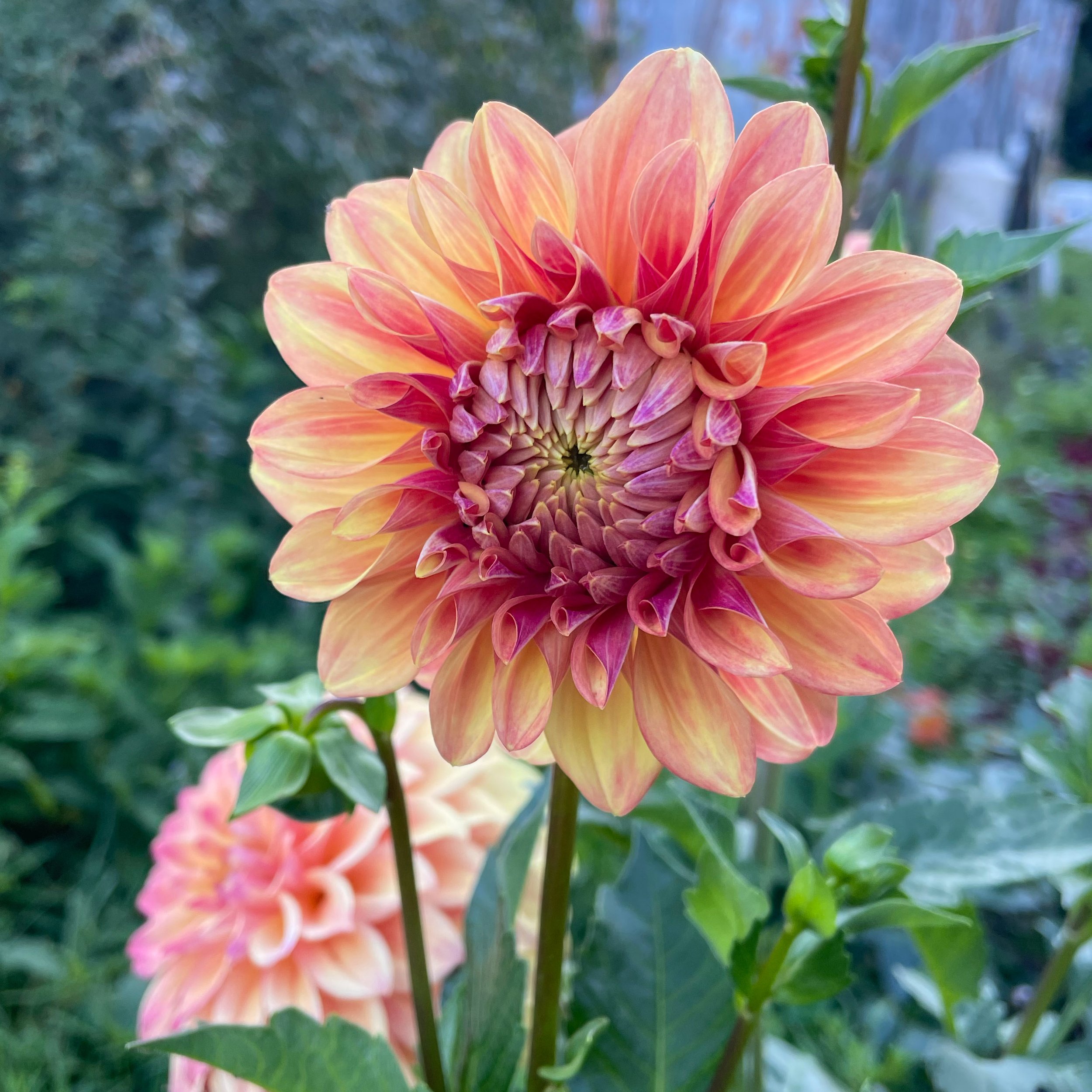 miss_amara_dahlia_4024_2024.jpg