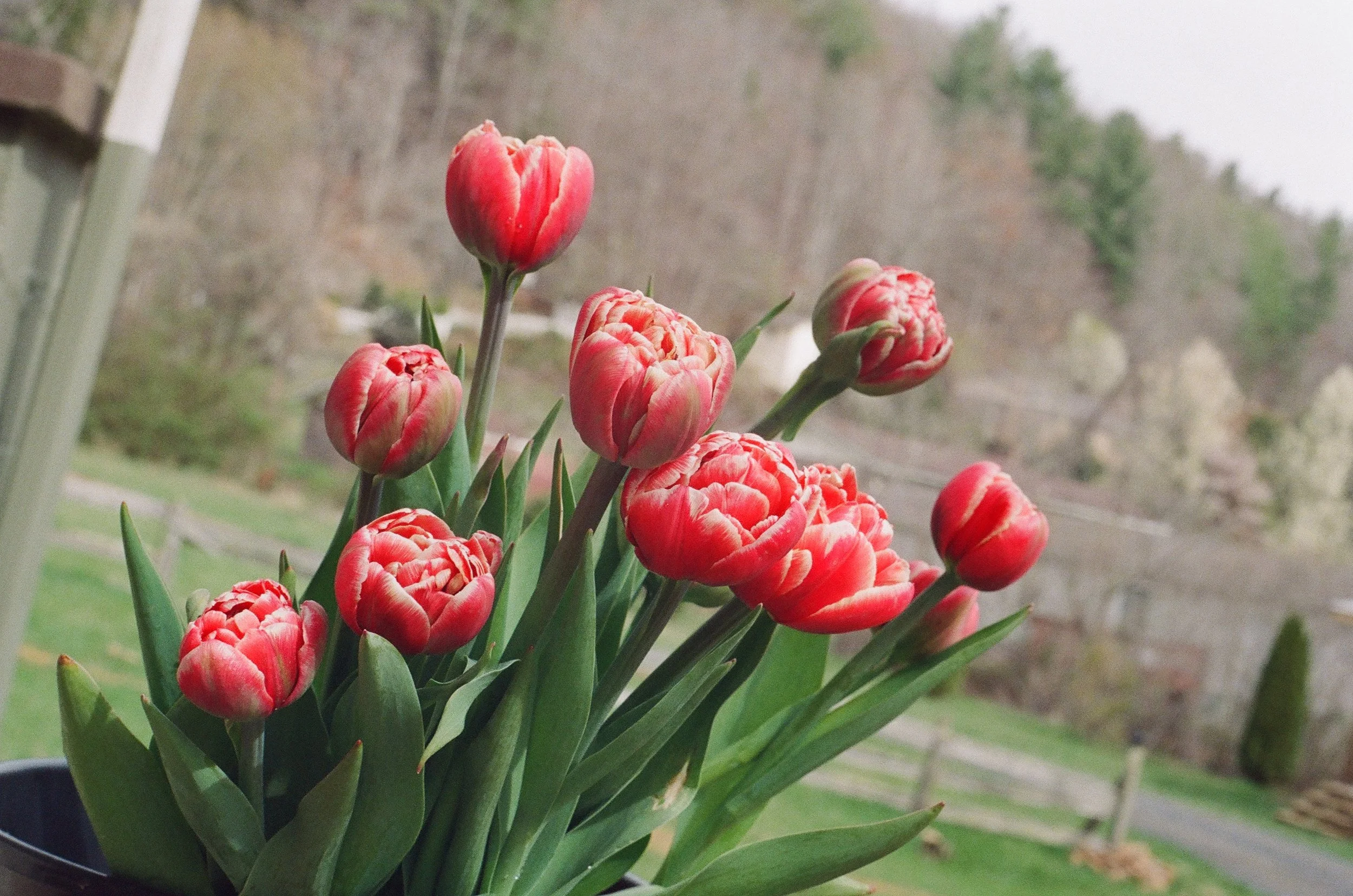 Marax Pride Tulip_2024 Film.jpg (Copy)