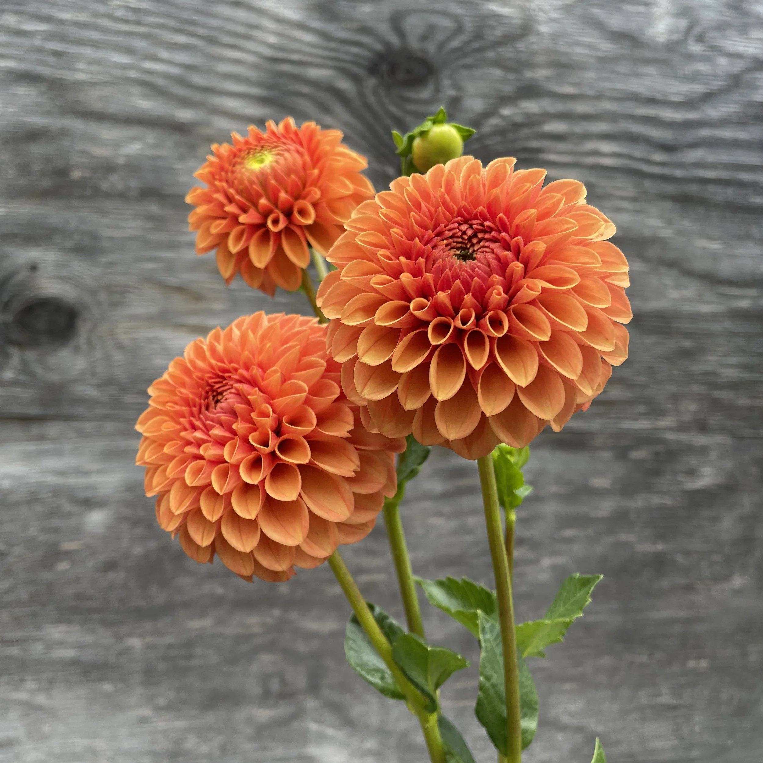 Caleb Orange Crush_2024_4205.jpg