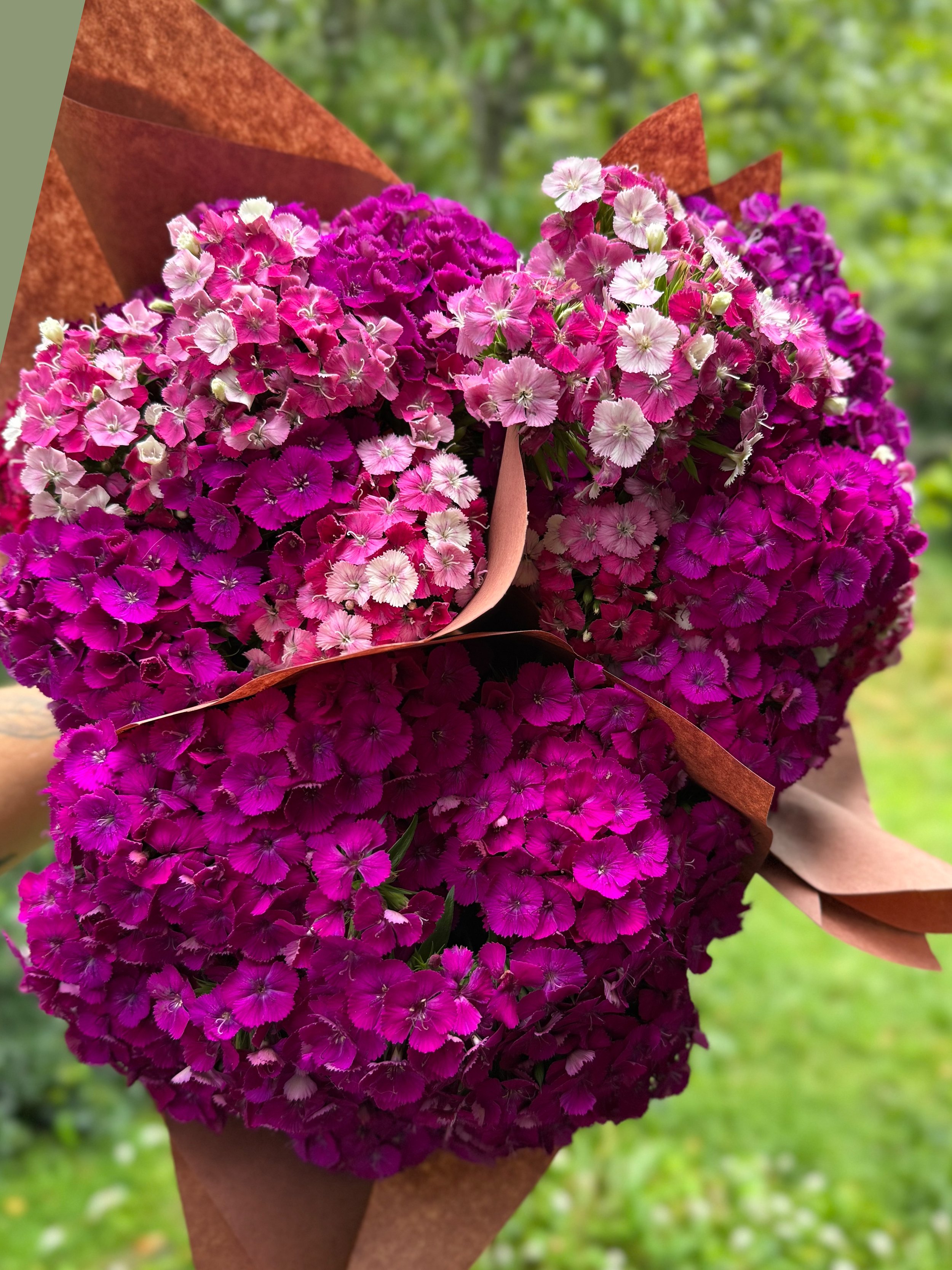 dianthus-7-17.jpg