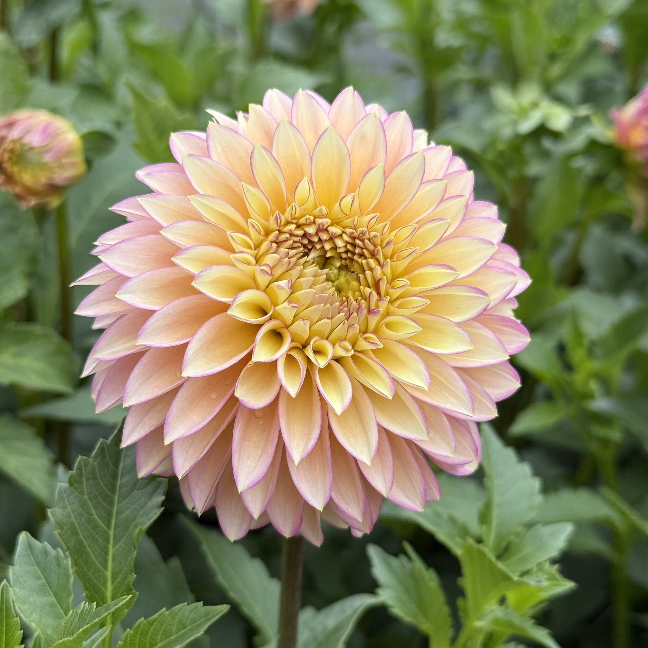 Bloomquist Blush_8305.jpg