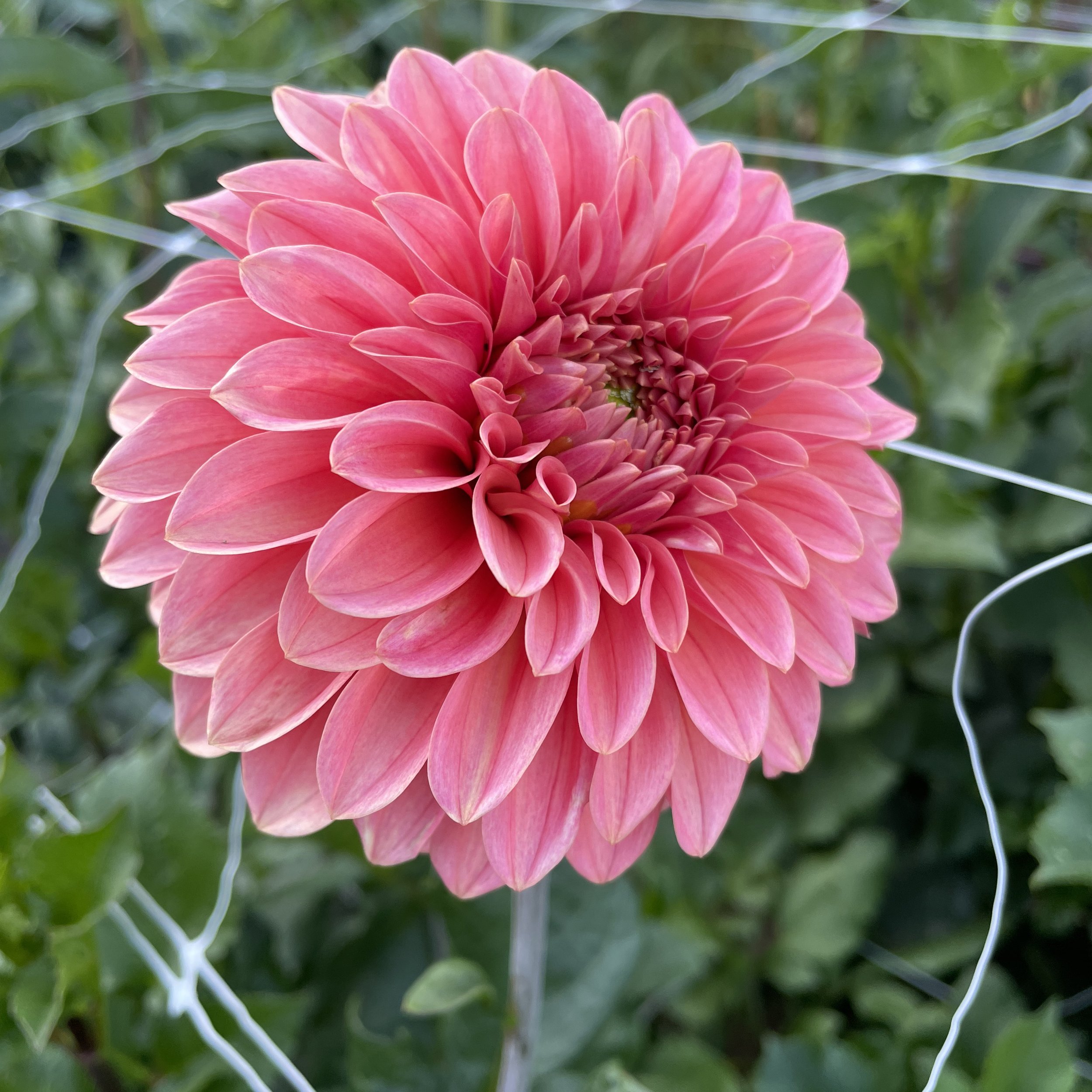 KA Desert Rose_3593.jpg