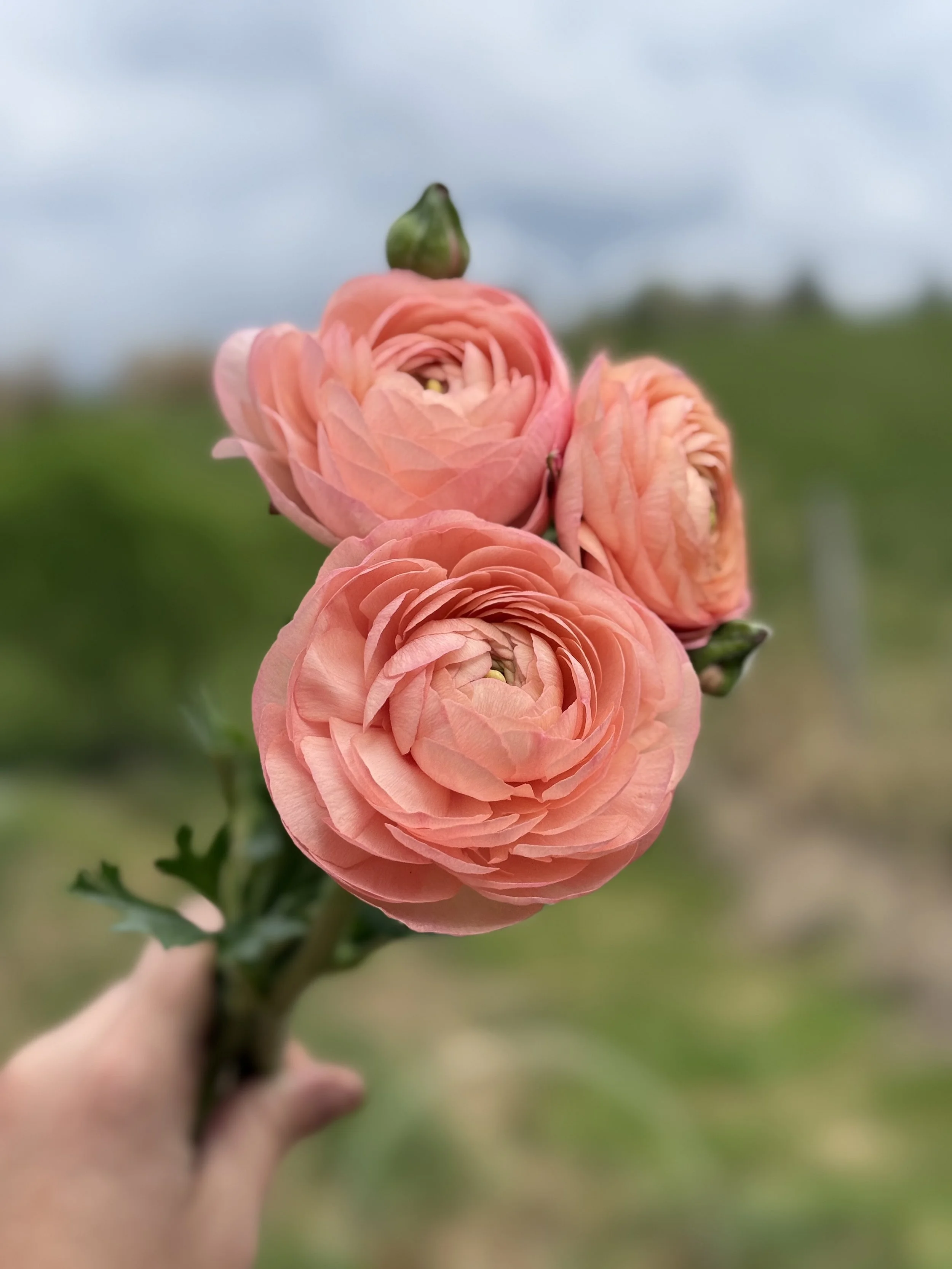 Italian Ranunculus Corms - Elegance Salmone