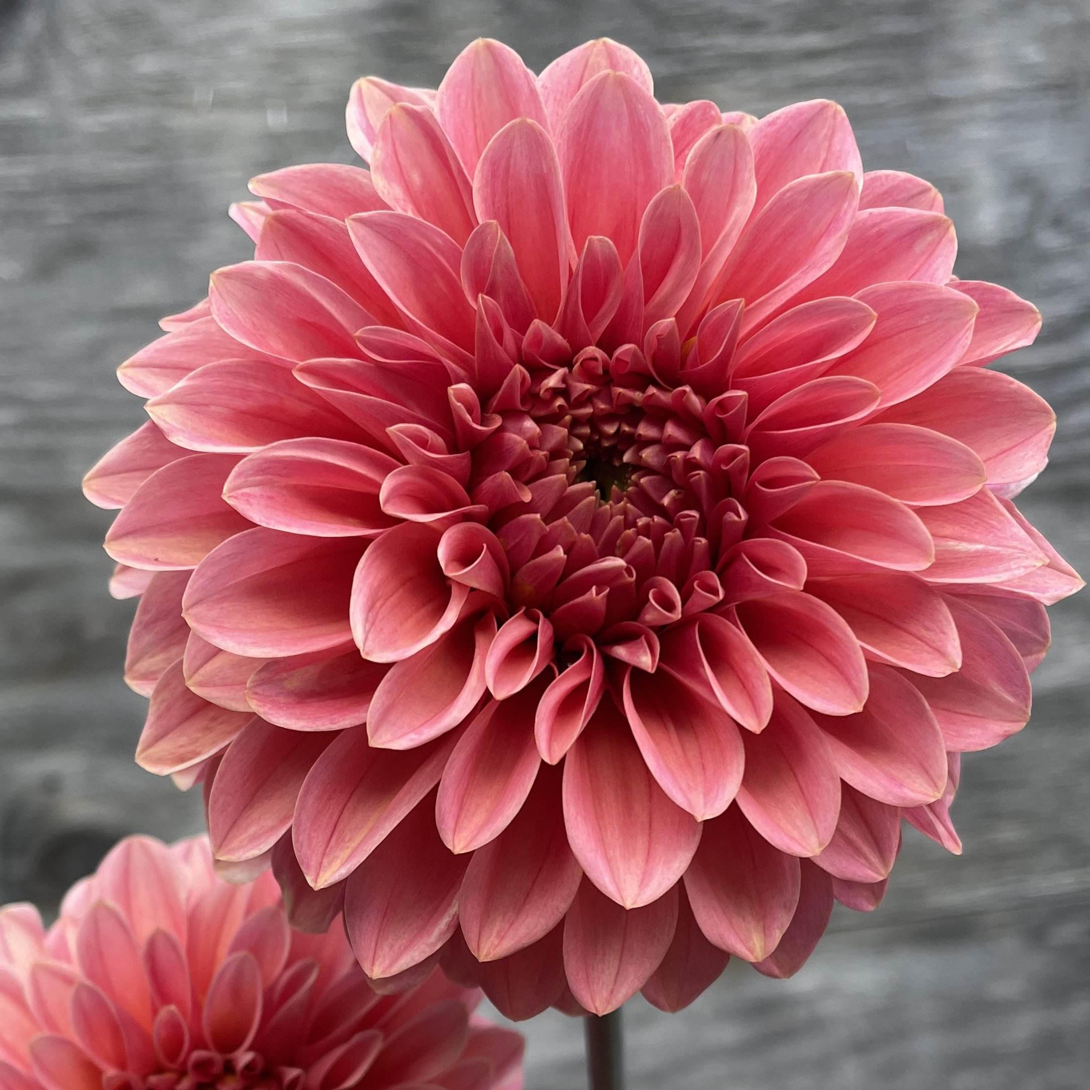 KA Desert Rose_3611.jpg