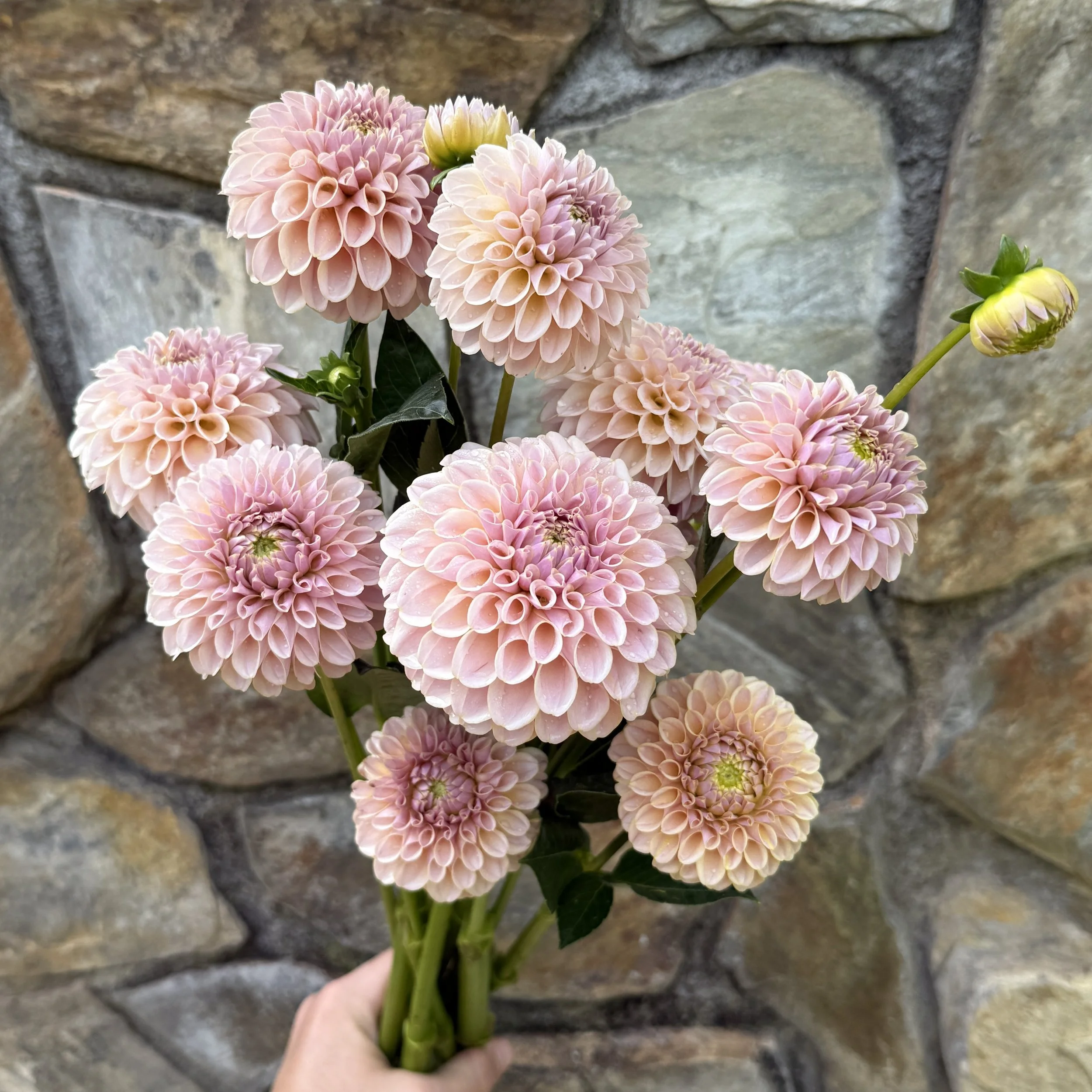 cinder rose__2026_3280.jpg