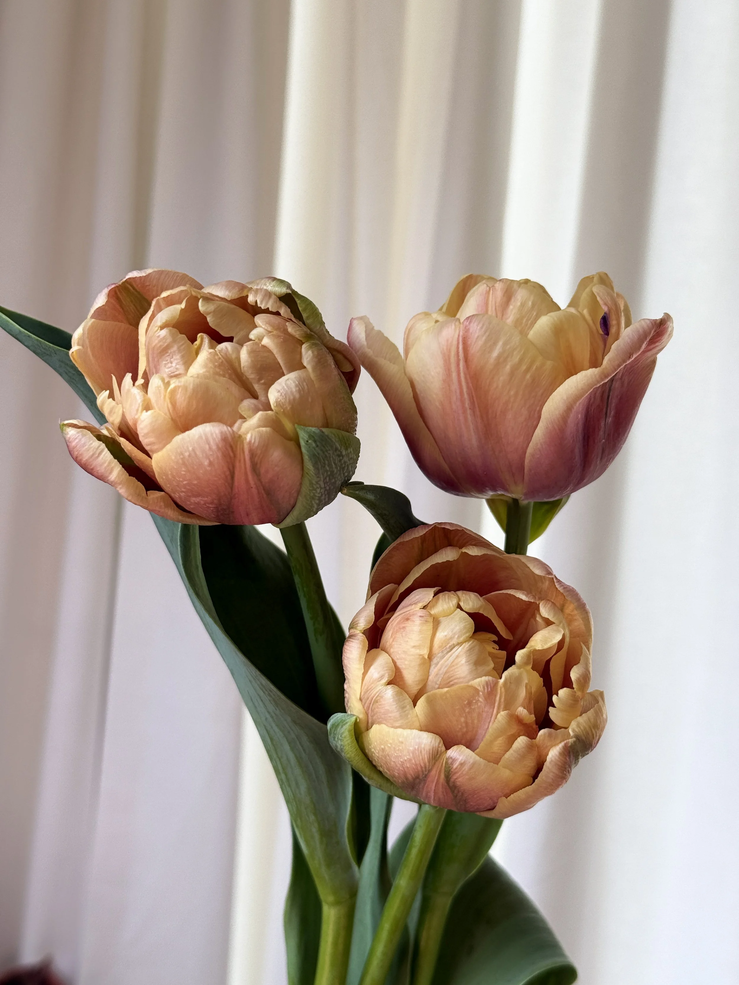 la belle epoque 2026.jpg