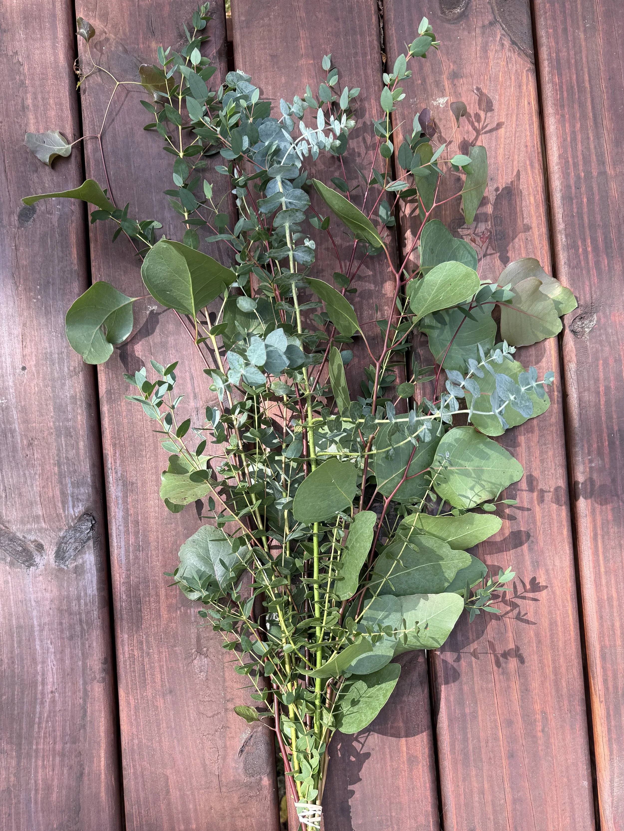 eucalyptus_small_mixed_4395 copy.jpg