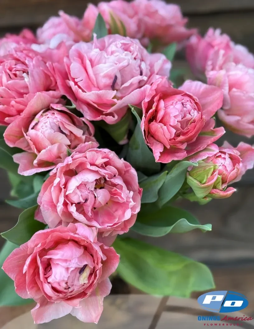 tulip-taiwan-1.webp