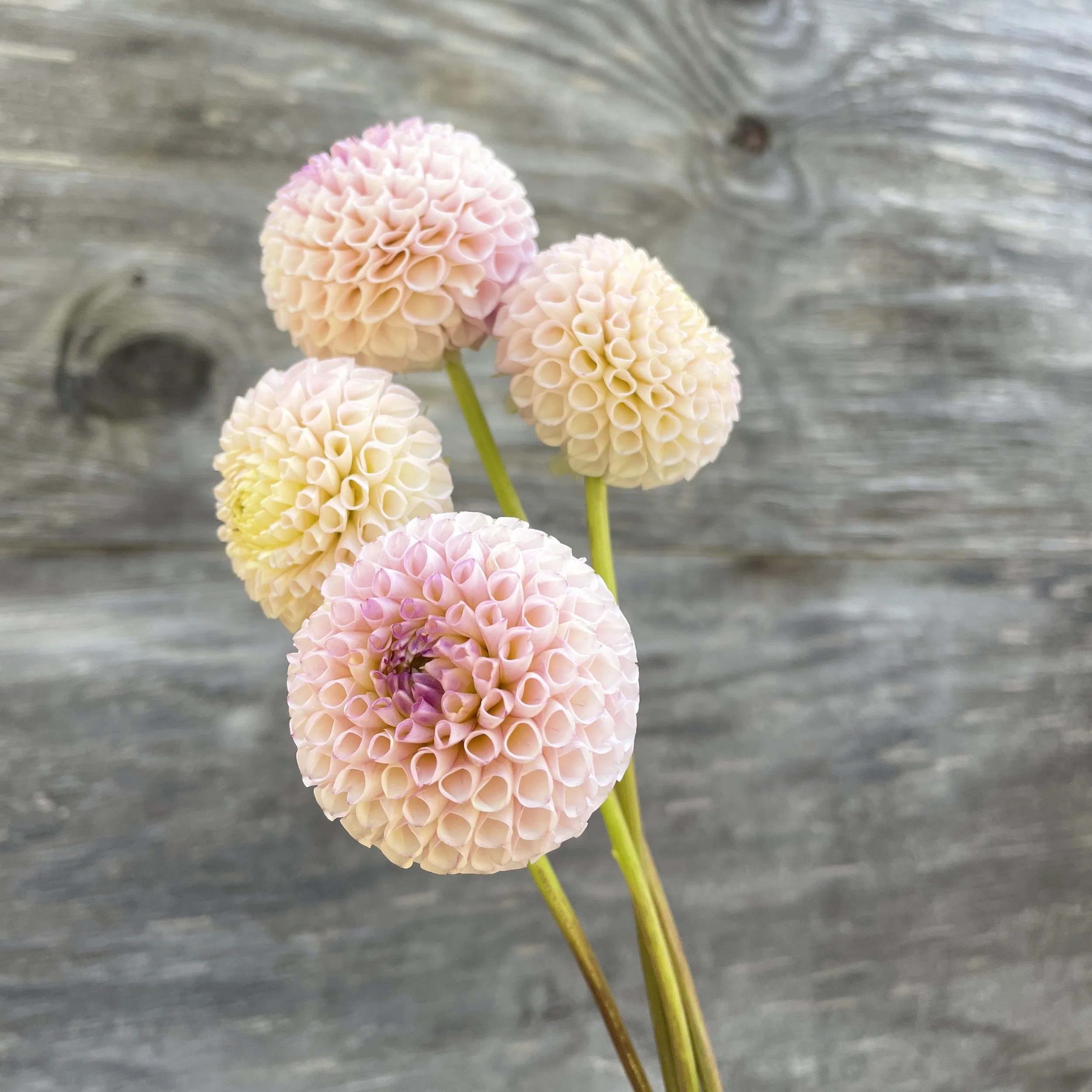 Irish Candy_3888 copy.jpg