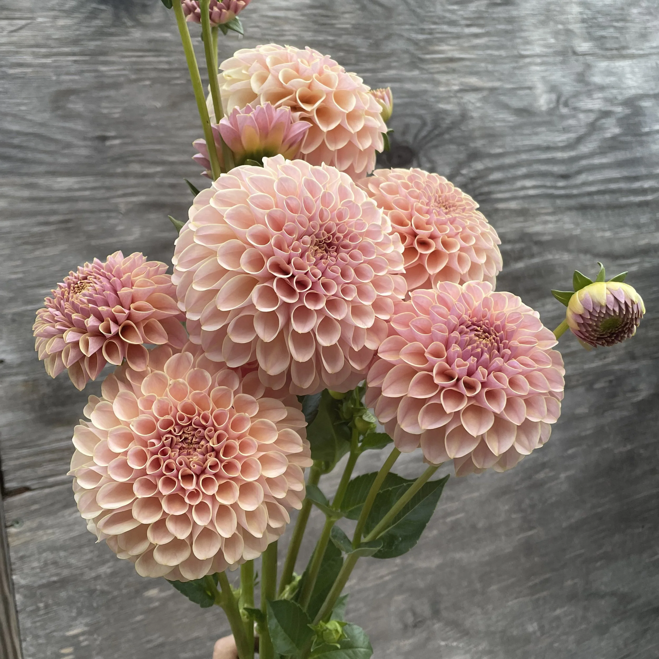 cinder rose_4404.jpg