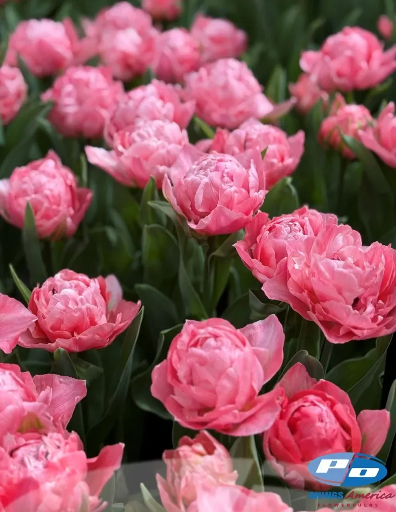 tulip-taiwan-gg.webp