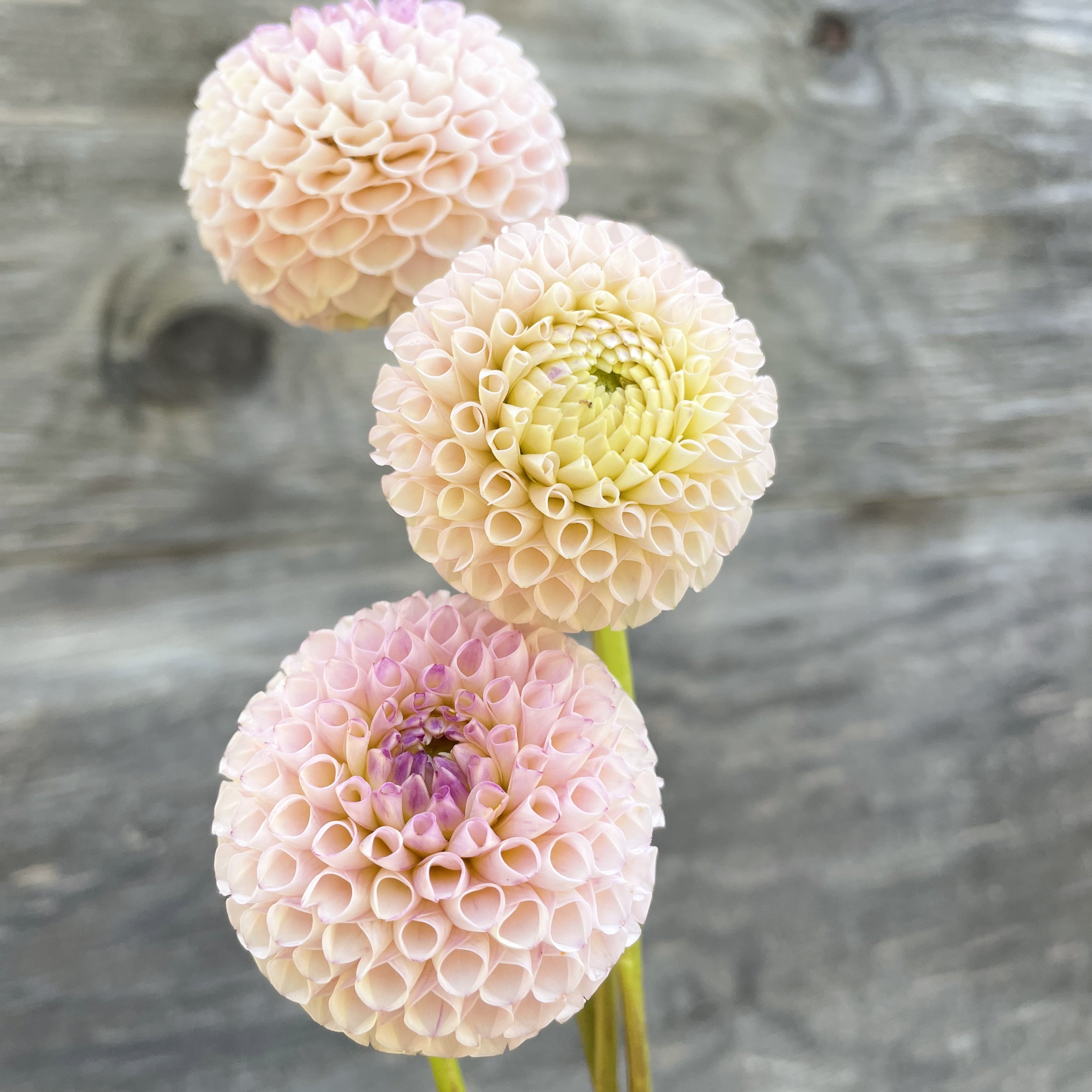 Irish Candy_3889.jpg