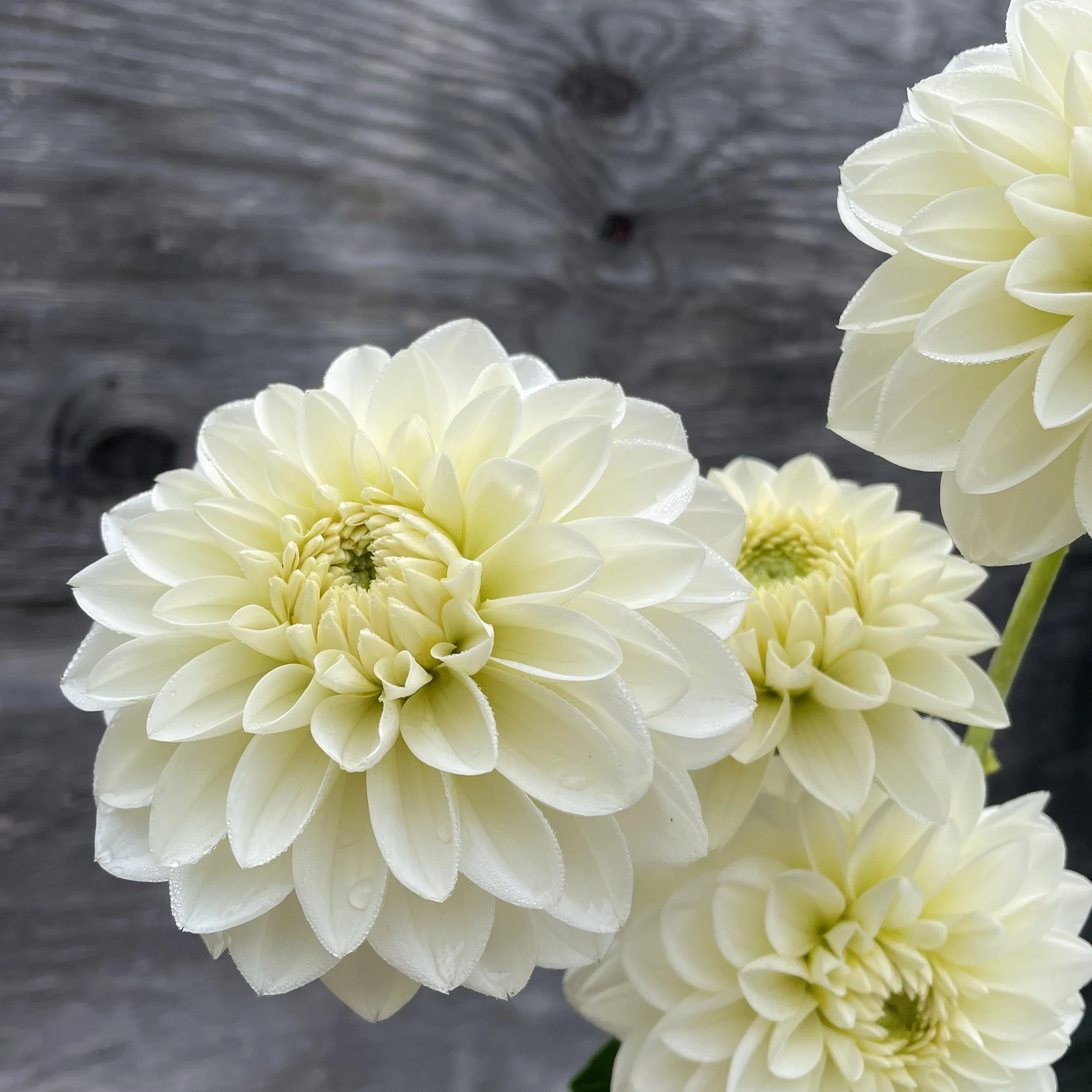 Polar Ice _Dahlia _2024_4356.jpg
