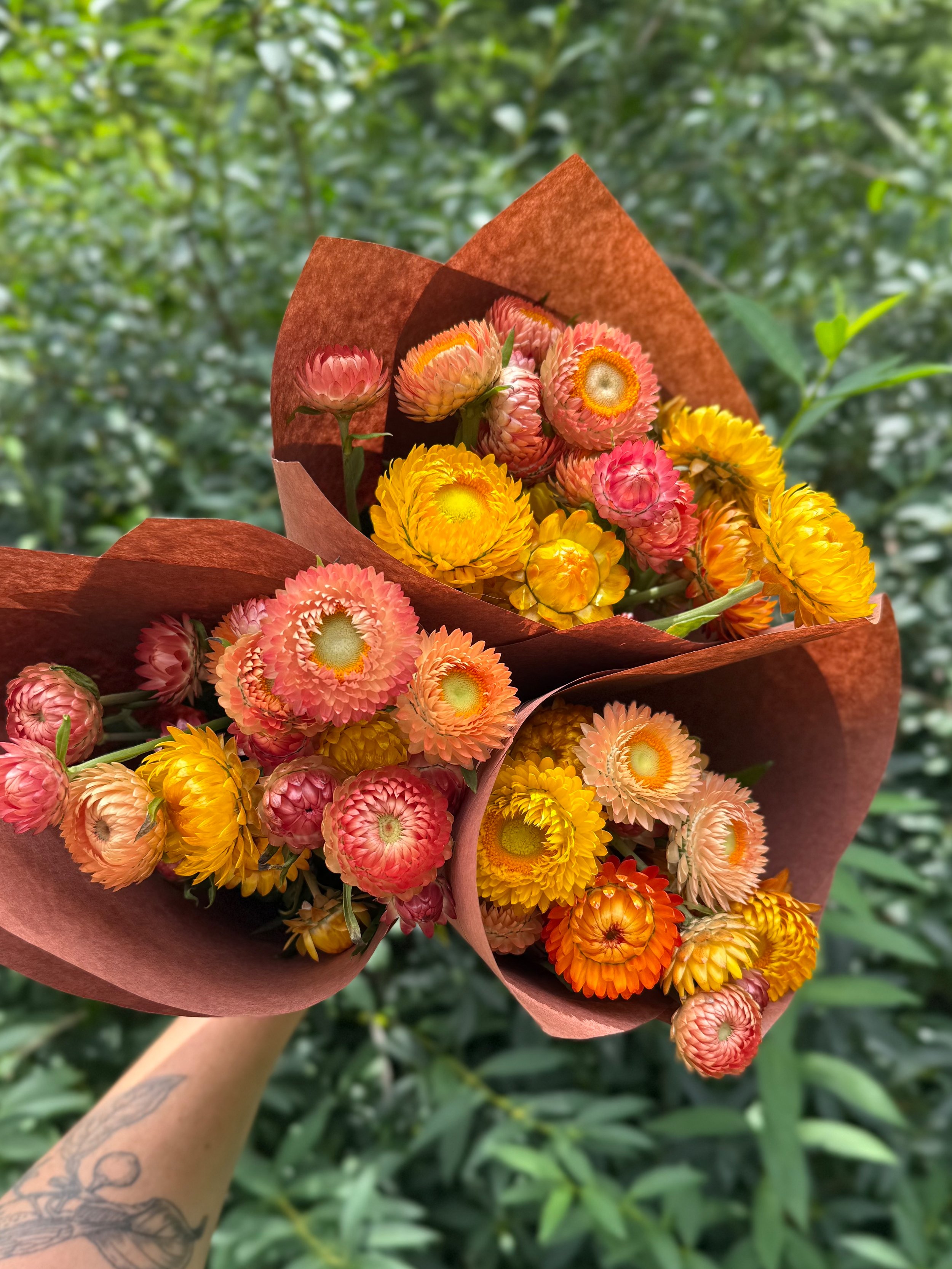 Strawflower.jpg