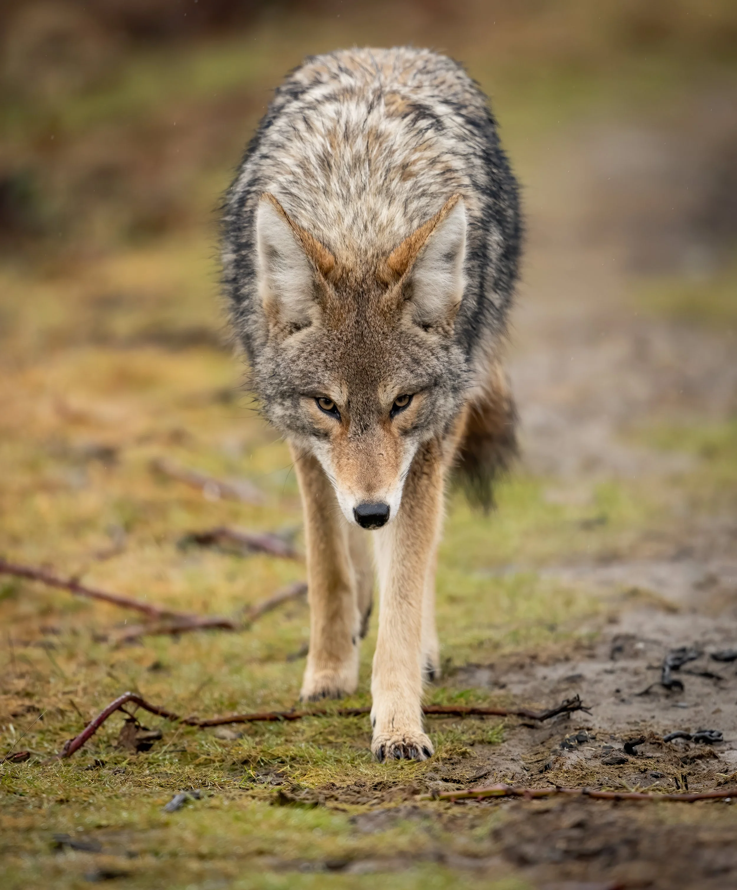 coyote-in-canada-2021-08-29-01-49-11-utc.jpg