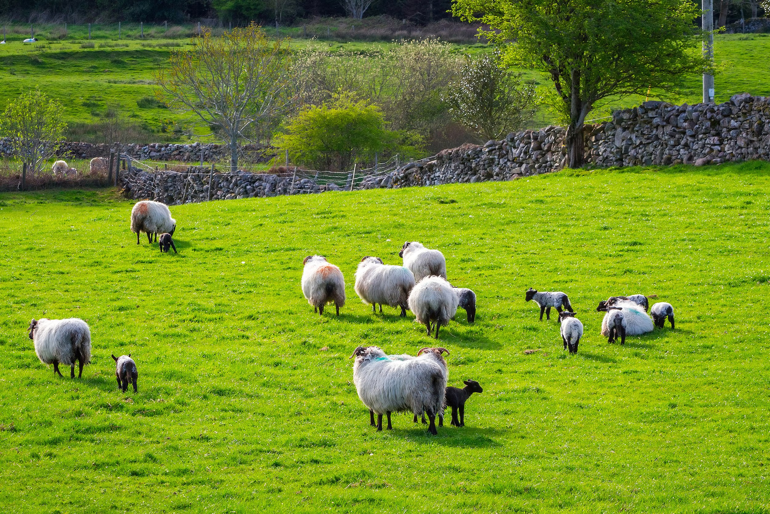 bigstock-Sheep-and-rams-in-Killarney-mo-80185199.jpg