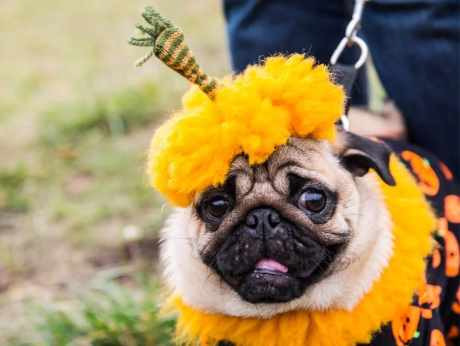 Barktober Fest