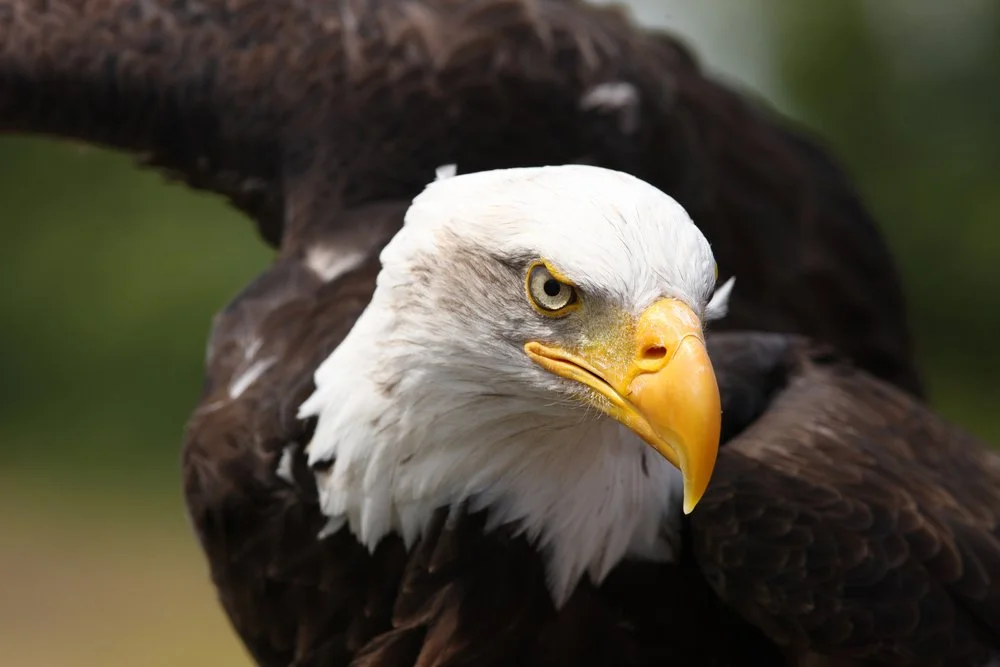 The Return of the Bald Eagle in Michigan: A Presentation by Dr. Carl Palazzolo