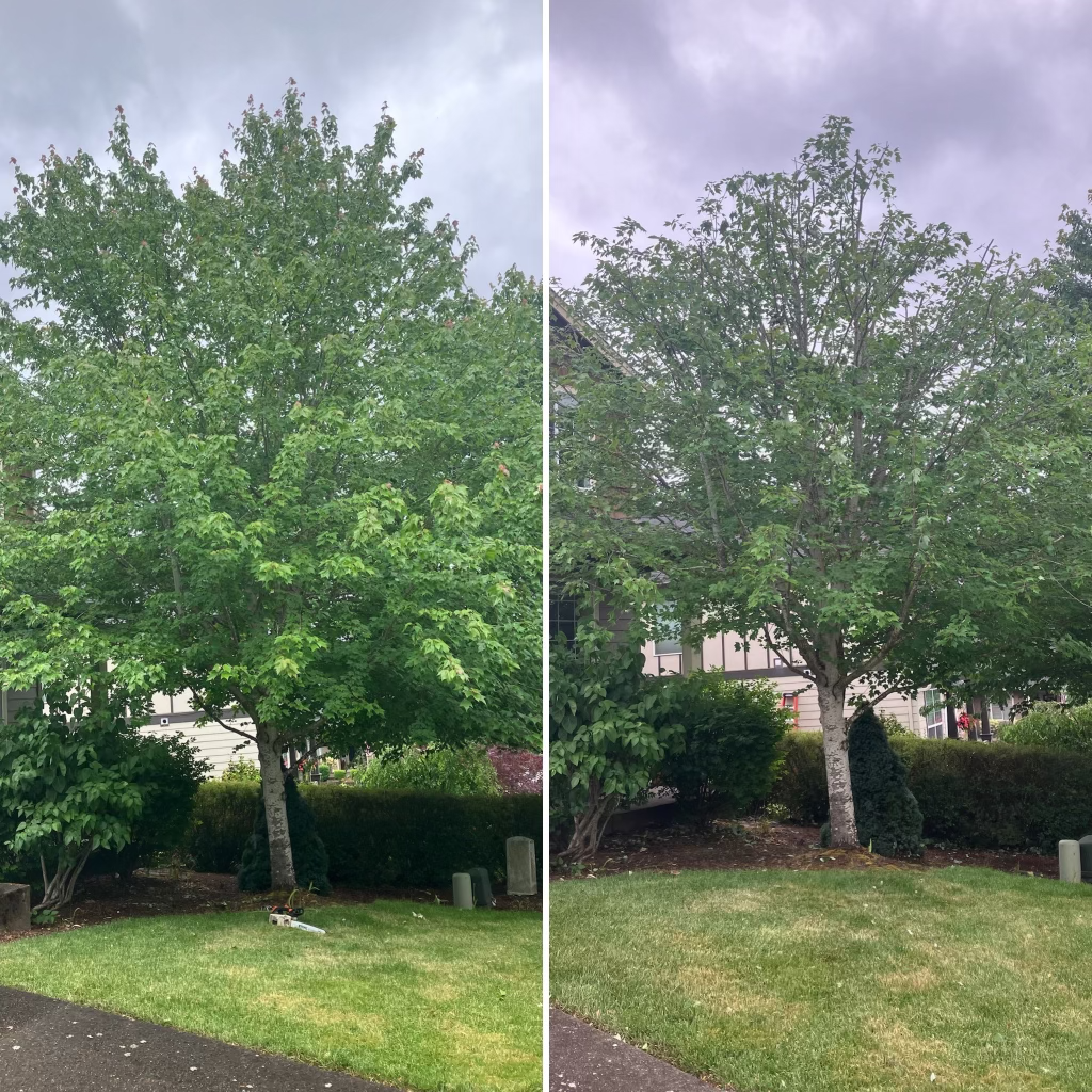 Side-by-side comparison of two trees in a yard on a cloudy day, with grass and bushes in the background.