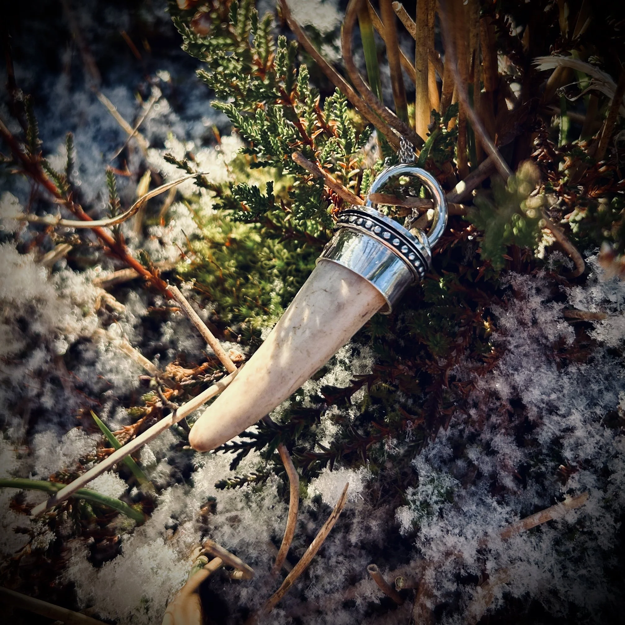 White deer antler tine set in sterling silver resting amongst some winter plants and light snow, a shadow cast over it’s surface