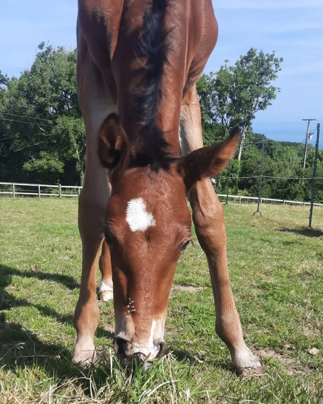 Hello gorgeous,  already on solid foods at a week old! 

#lusowarmblood #totillahbaby, #gorgeoushorse #blackdiamondstud,  #redkitelusitanos