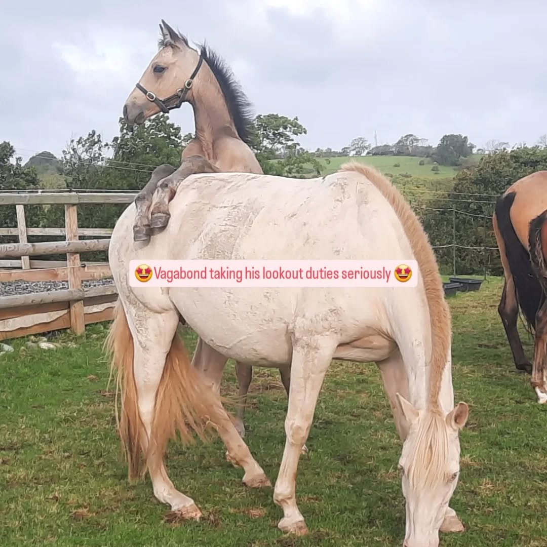 Love this little man, he's such a dude! 
#lusitanoforsaleuk #lusitanofoals #gorgeoushorse #horseofkings #baroquehorse