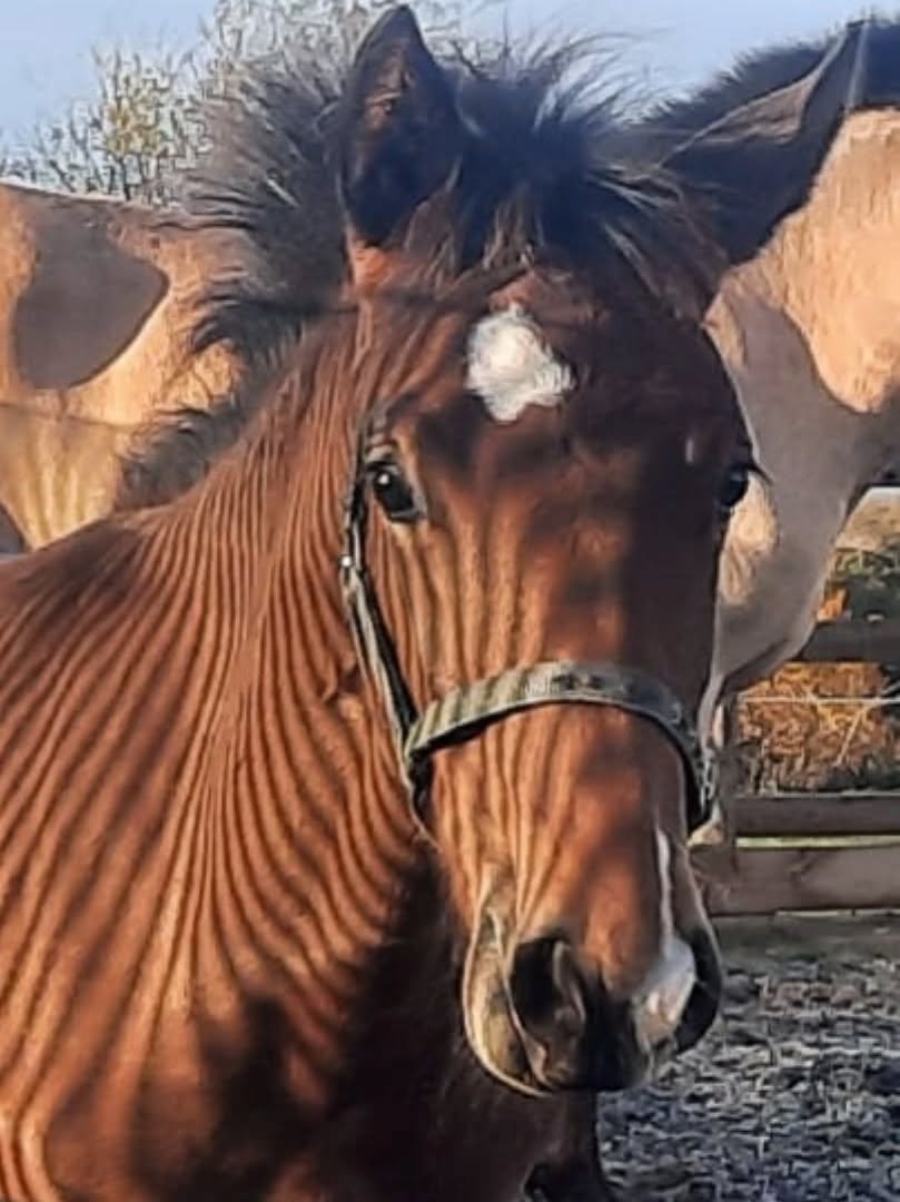 Bringing primitive markings to a new level!  Fiver in some rare Welsh sunshine 🌞 

#zebrahorse, #welshlusitanos, #gorgeousboy, #lusowarmbloodfoal,  #redkitelusitanos