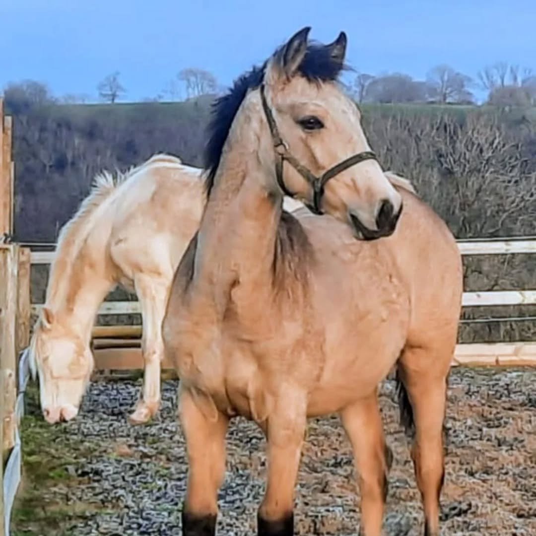 Yuletide greetings from this most handsome of foals. 
Vagabond.  Luar MT x Nevada SPA 

#lusitanoforsaleuk 
#lusitanofoals #bullfightinghorse
#gorgeoushorse