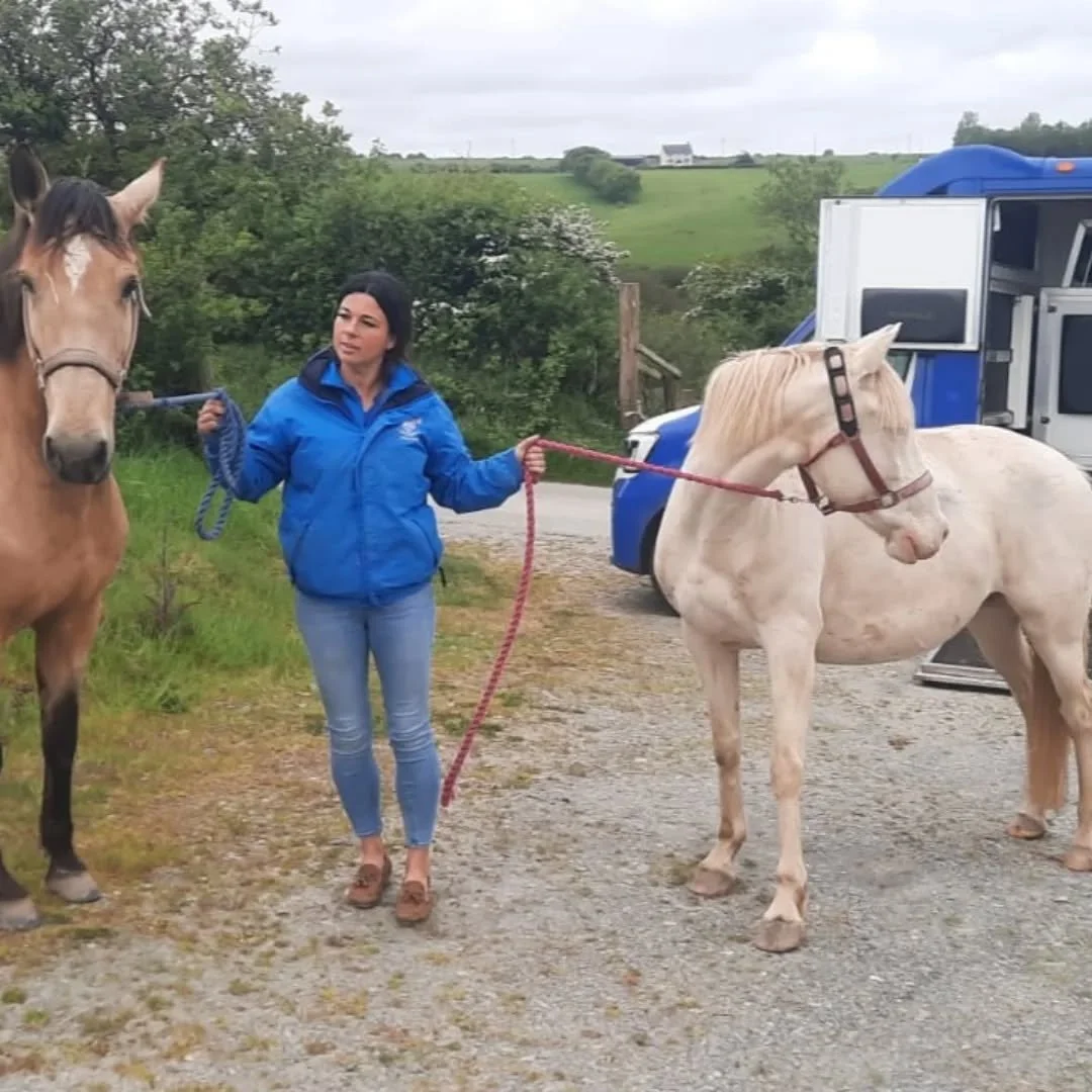 We are very excited to welcome the mares back home, both confirmed in foal to Luar MT 😍🤩 owned by @justine_armitage 
Transported safely home by Vicky from Elvins Horse Transport 

#horsesinharmony, #LuarMT, #redkitelusitanos, #lusofoal