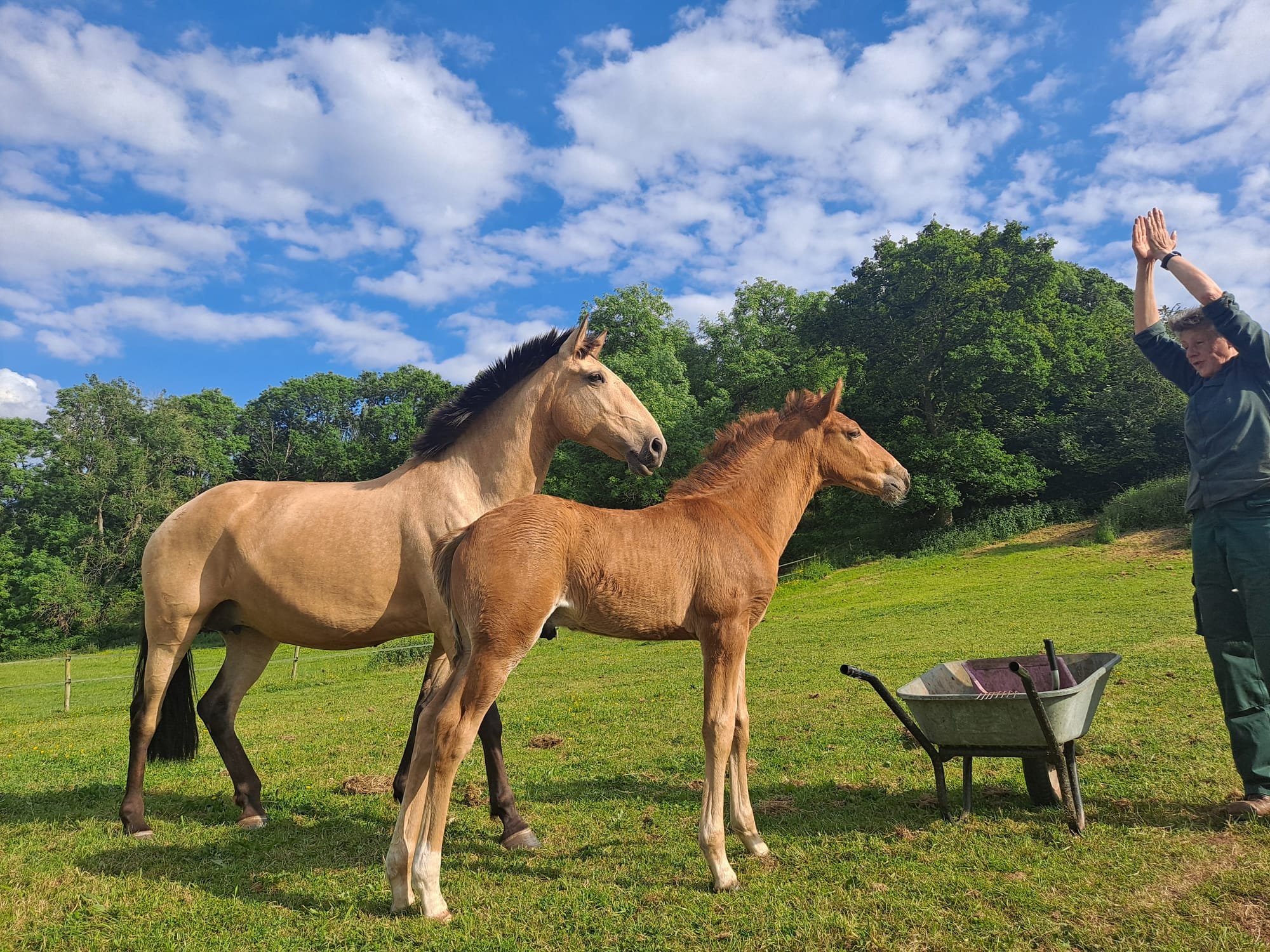 Dun lusitano mare with chestnut foal next to wheelbarrow in field