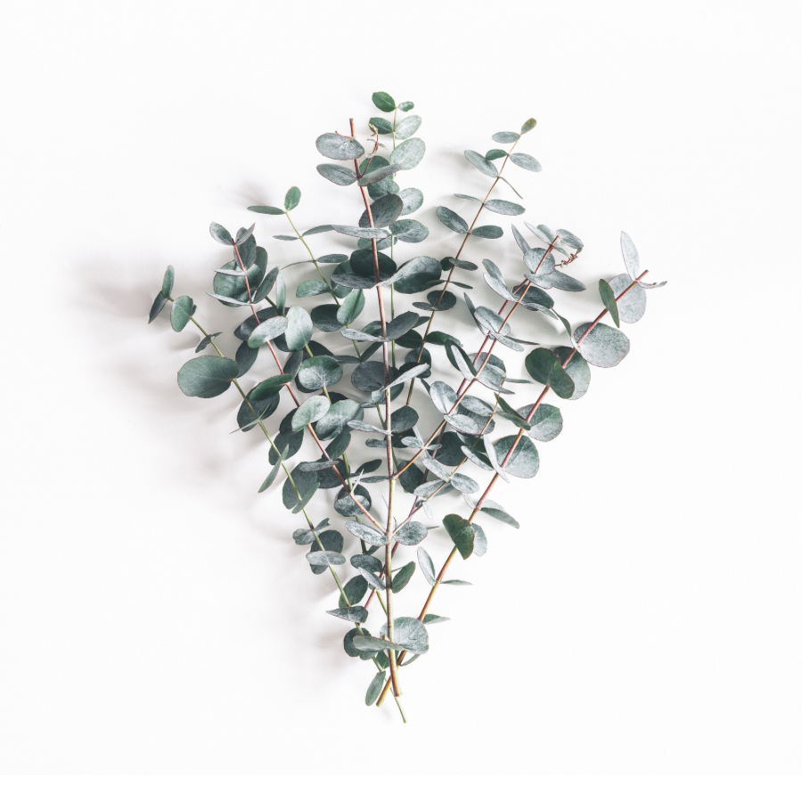 fresh mint + eucalyptus