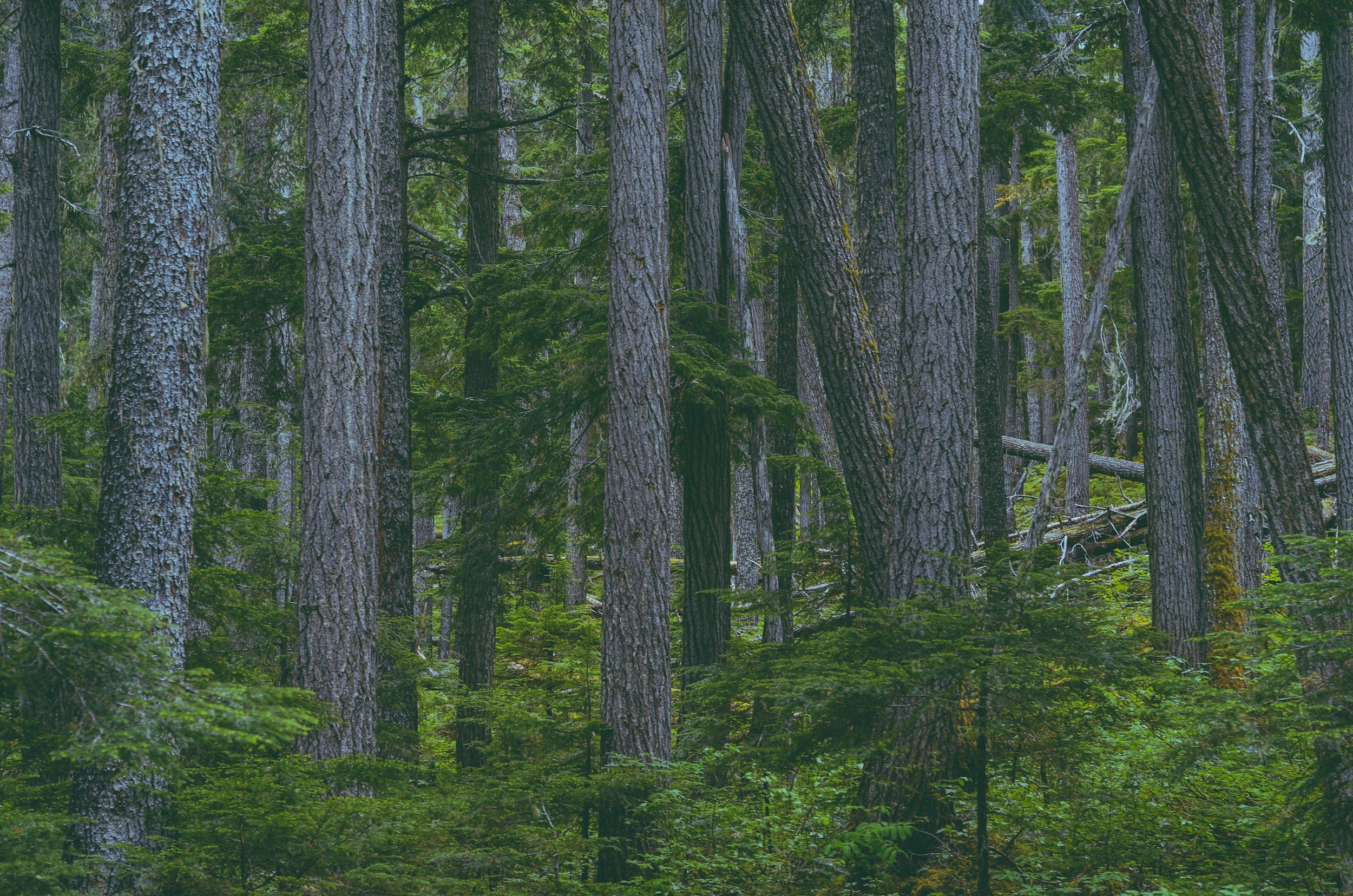 Dense forest with tall trees and green undergrowth.