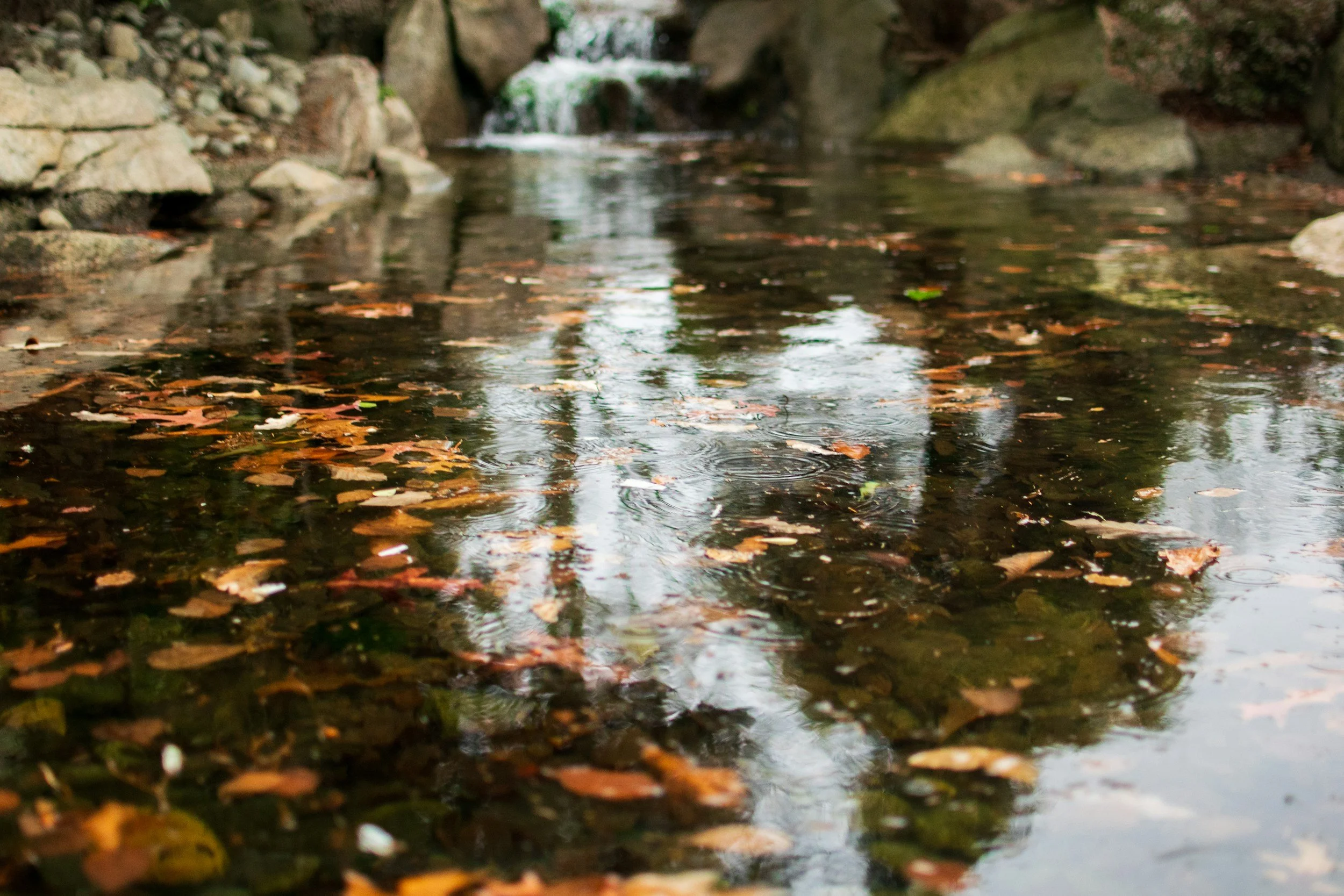 A shallow stream with floating autumn leaves and rocks on the sides, with a small waterfall in the background.