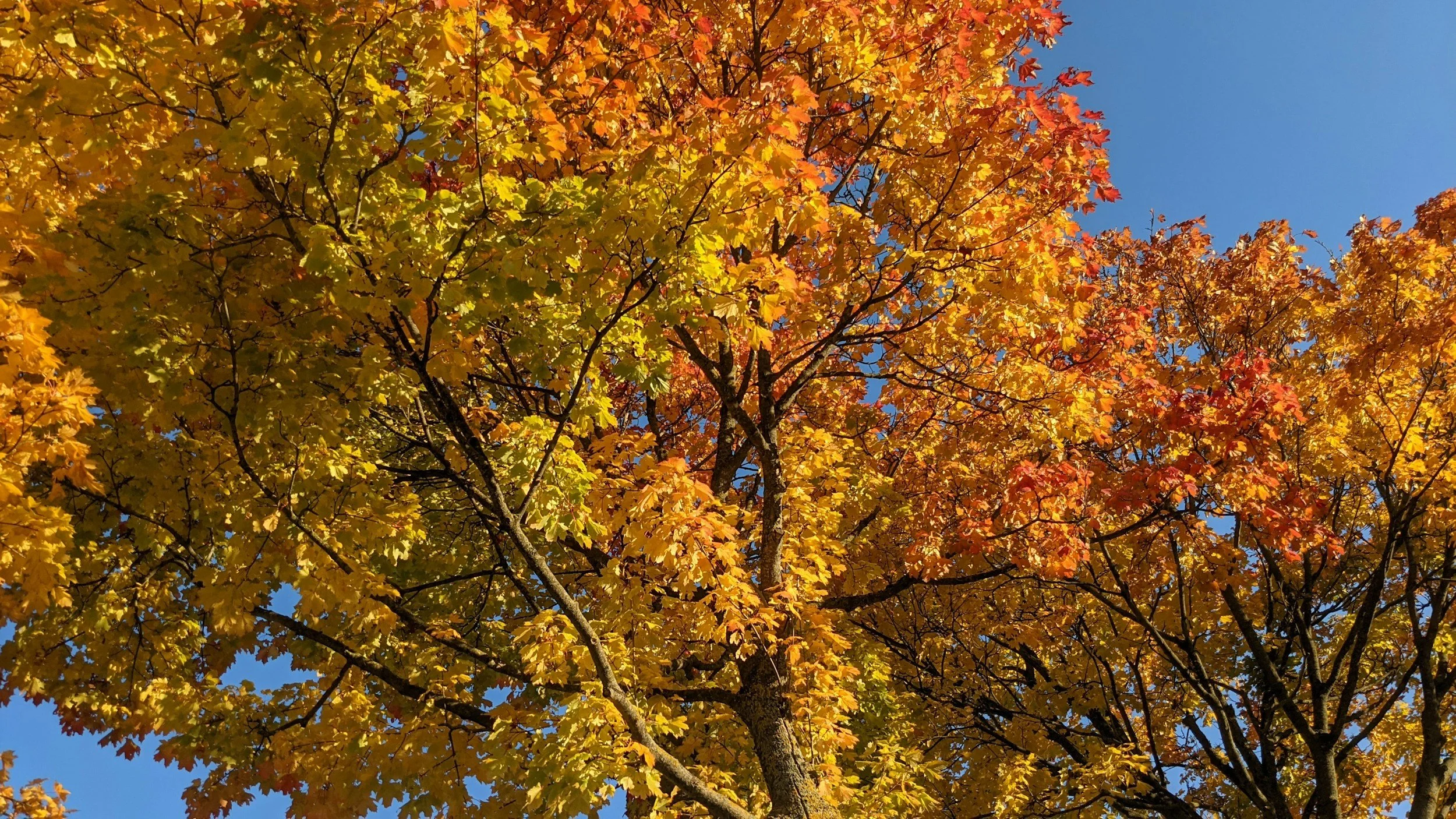 Autumn tree with yellow and orange leaves against a clear blue sky.