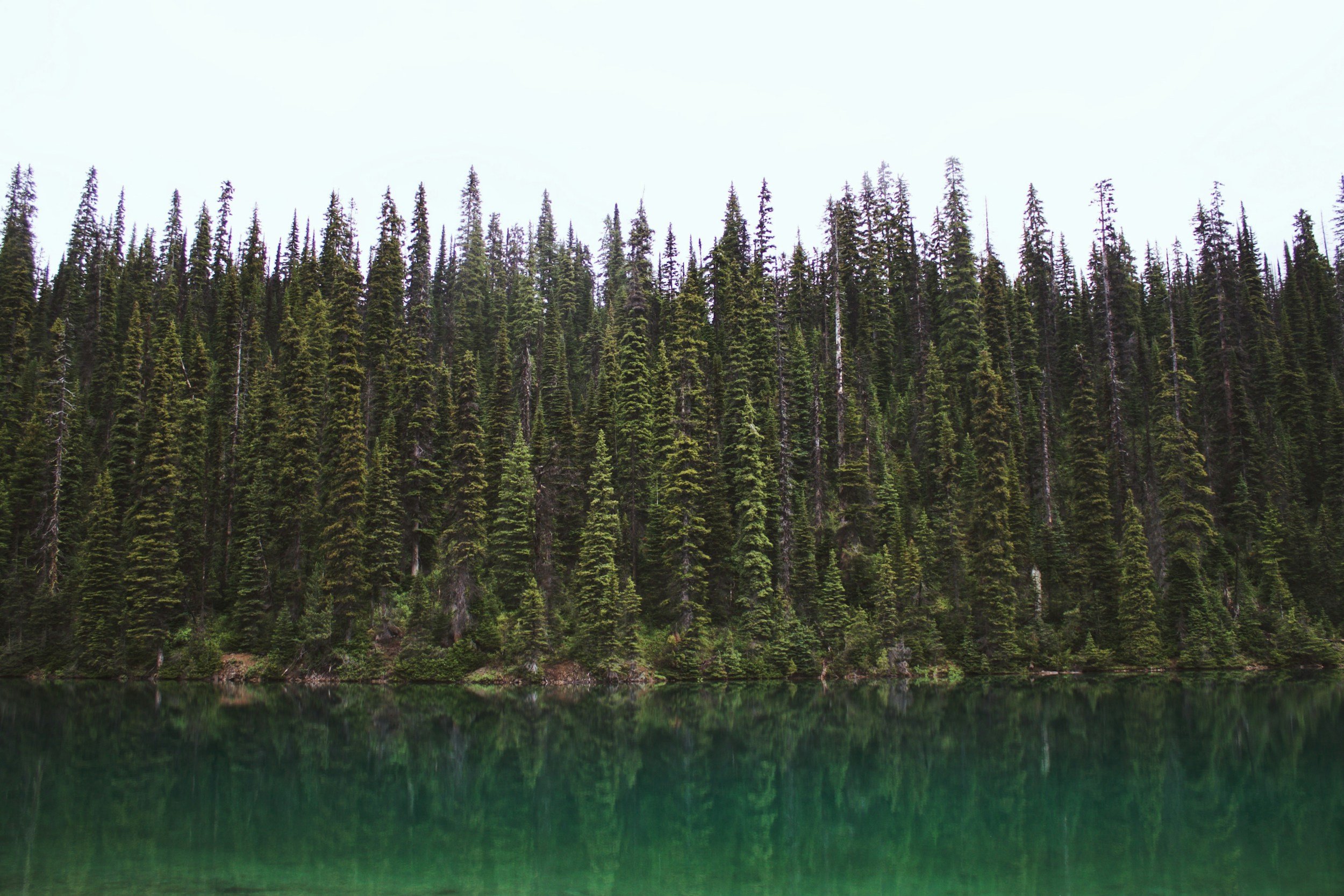 A forest of tall evergreen trees reflected in a calm lake.