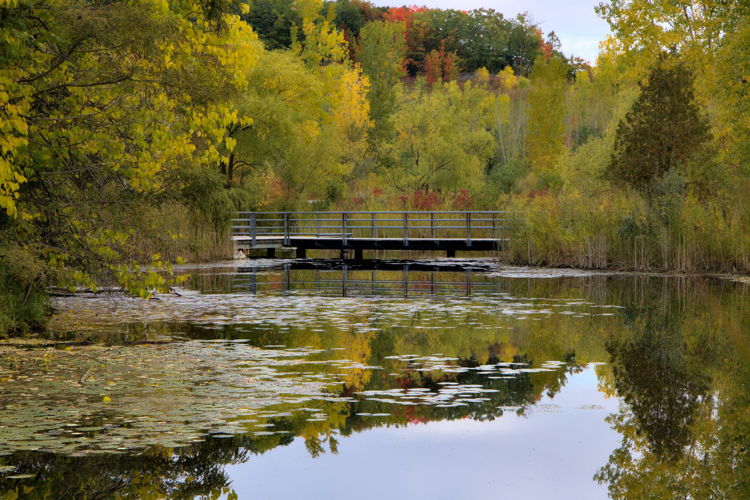A peaceful lake scene during autumn with colorful trees and a small wooden bridge over calm water with lily pads, reflecting the trees and sky.
