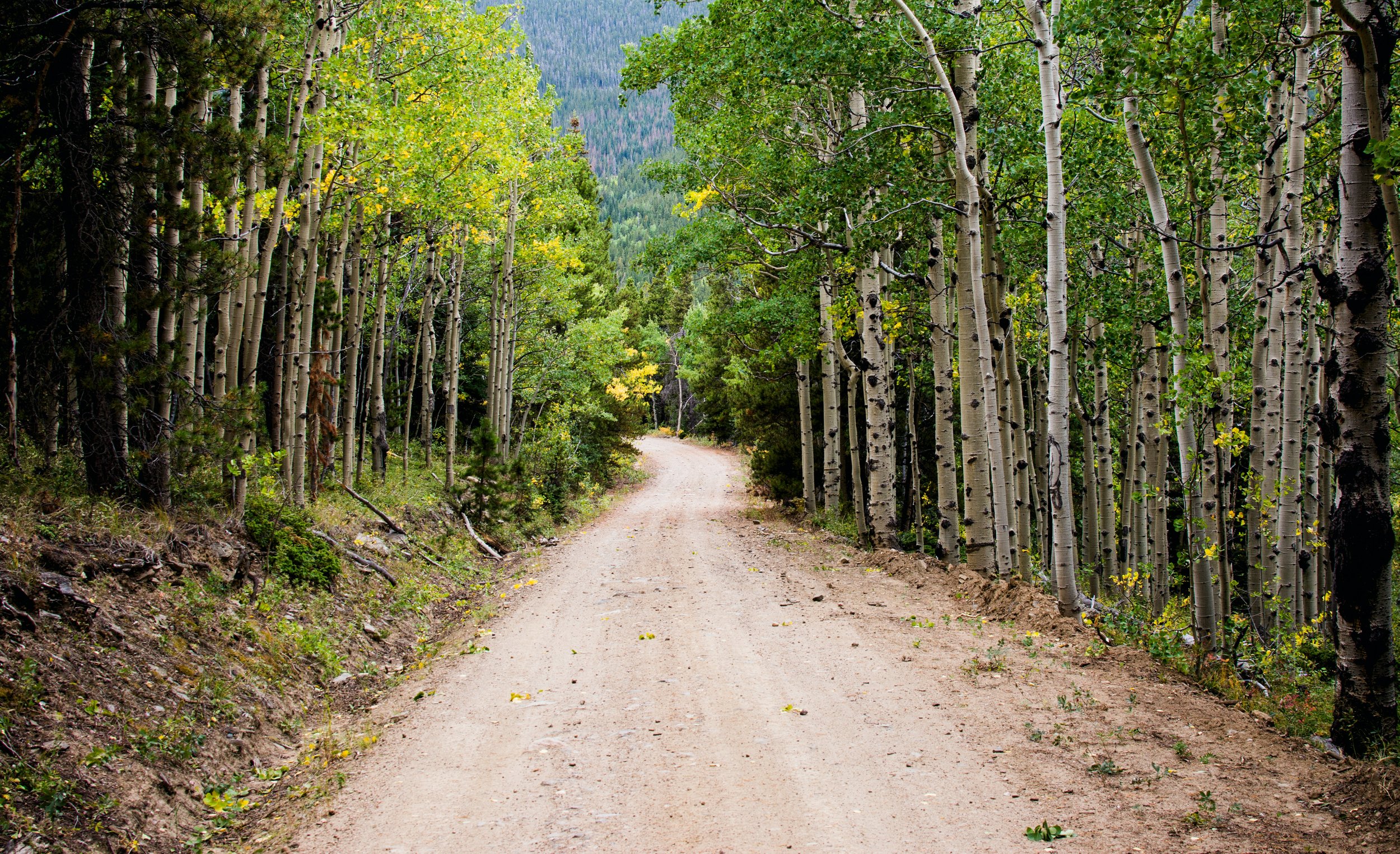 Dirt trail winding through dense forest of tall aspen and pine trees with green foliage in a mountainous area.