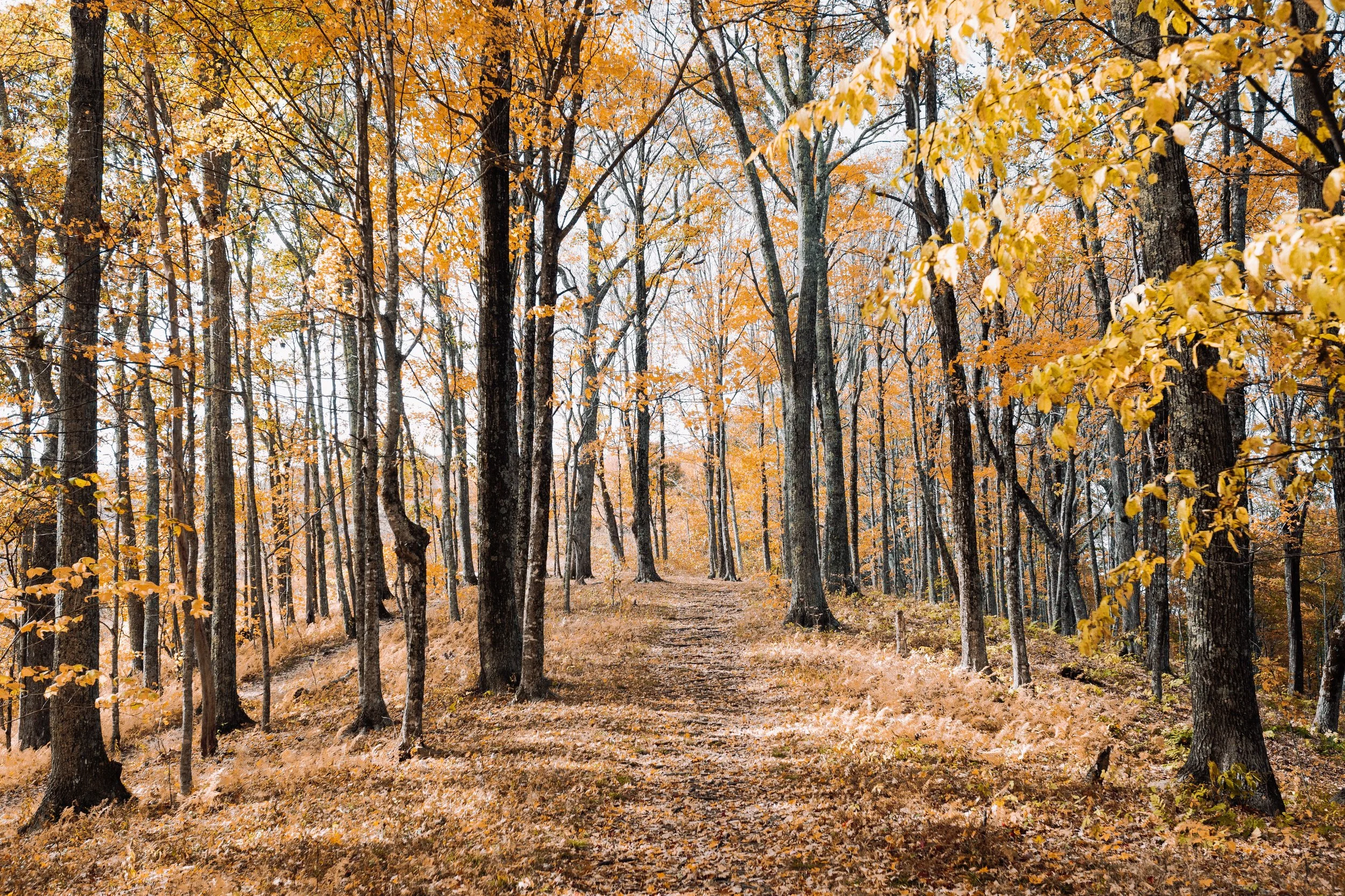 A forest trail in autumn with trees showcasing yellow and orange leaves, and a dirt path winding through the trees.
