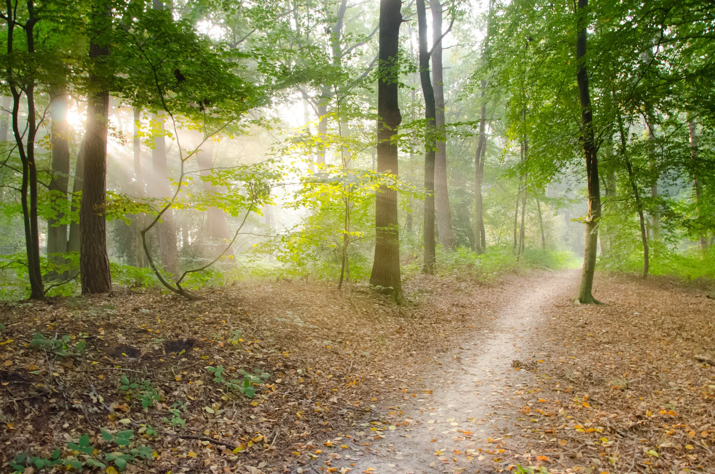 Sunlight filtering through a green forest with a dirt path winding through trees and fallen leaves on the ground.