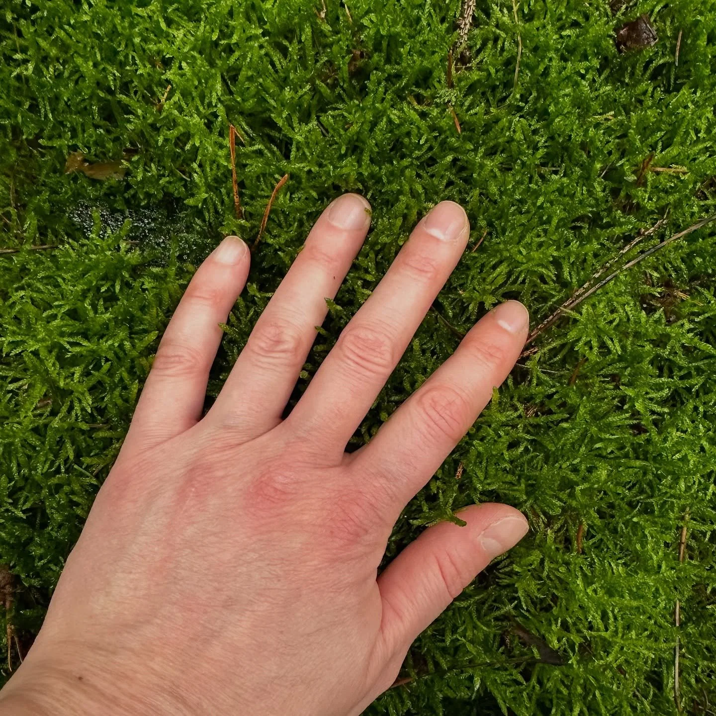 This feeling. When my skin touches moss, cool, moist, soft, alive and radiant in the middle of the winter greys, my nervous system relaxes, and my hand softens deeper into the beautiful pillow below it. 

In this moment I feel connected to earth and 