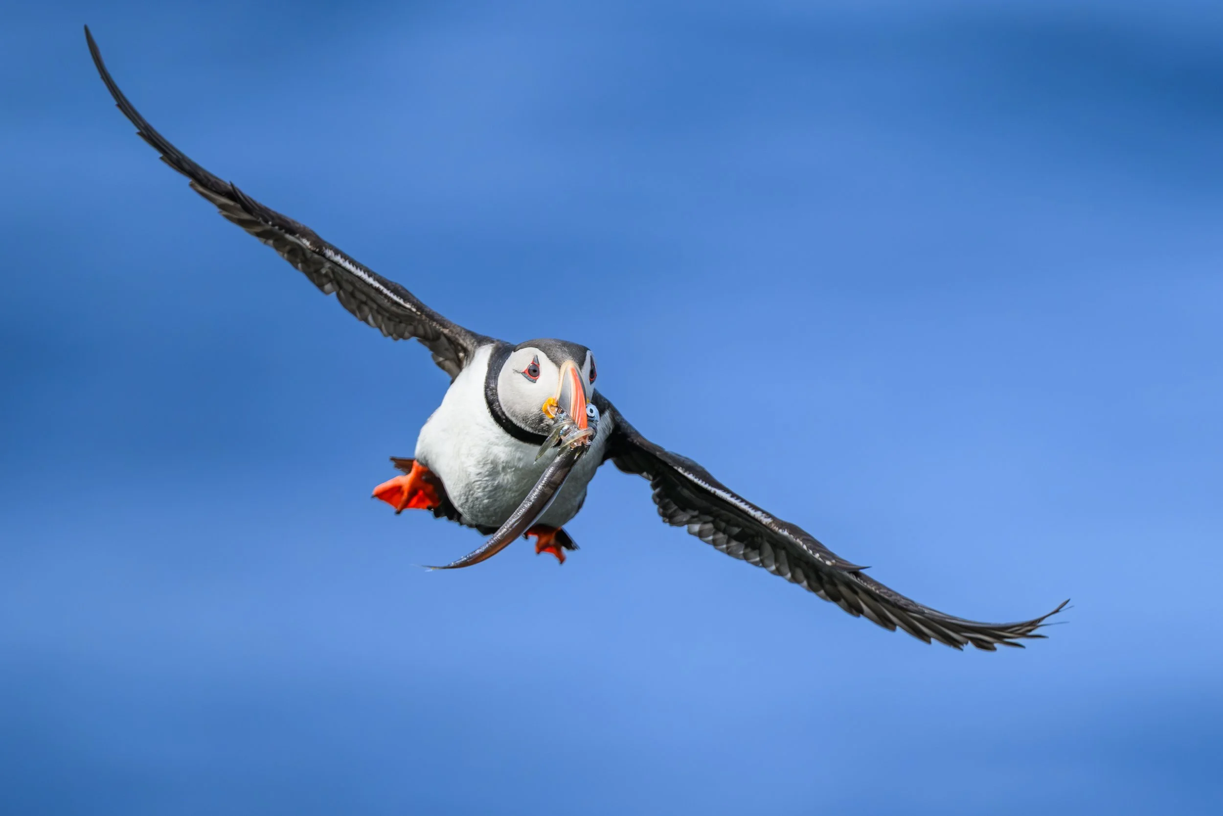 Macareux moine volant ailes déployées sur un fond bleu azur, transportant des poissons dans son bec