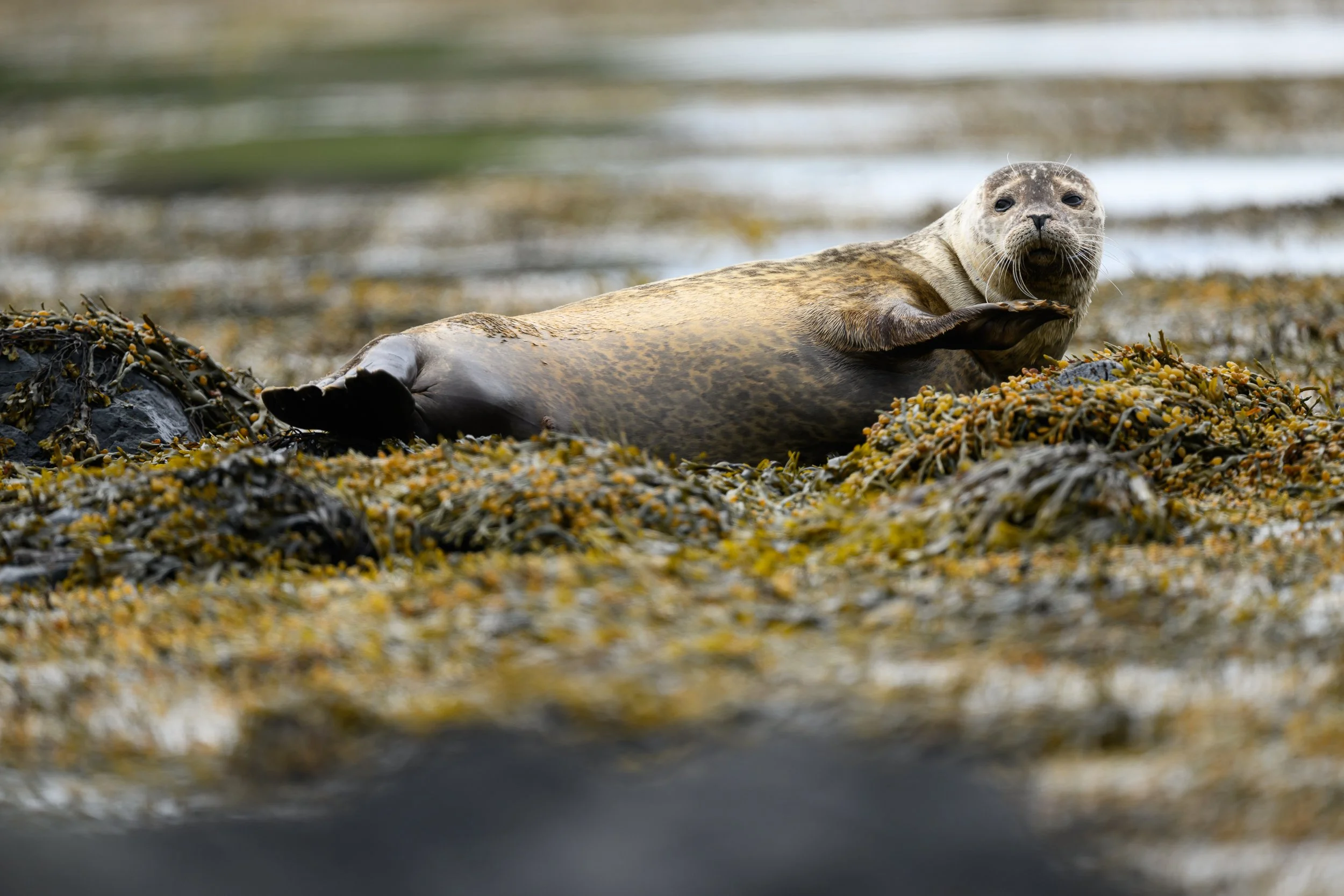 Portrait d'un phoque allongé sur un sol de varech et de rochers, regardant vers l'objectif avec curiosité dans un paysage côtier sauvage
