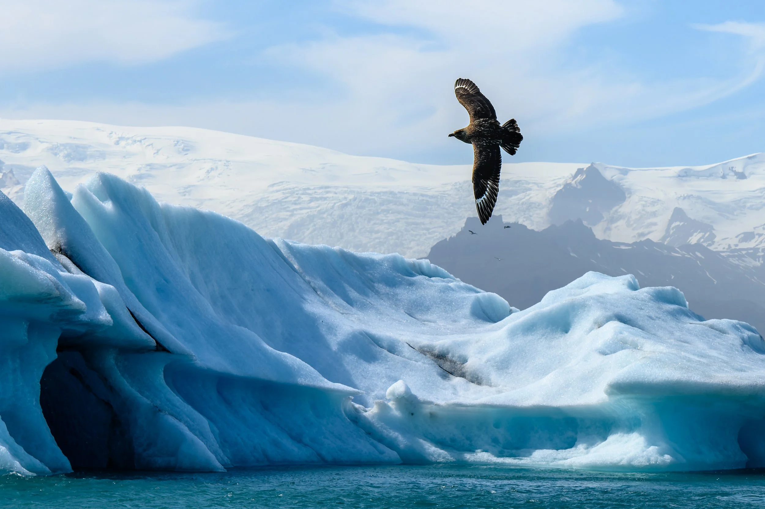 Labbe majestueux survolant un imposant iceberg bleu sculpté par l'érosion, sur fond de montagnes enneigées et ciel nuageux