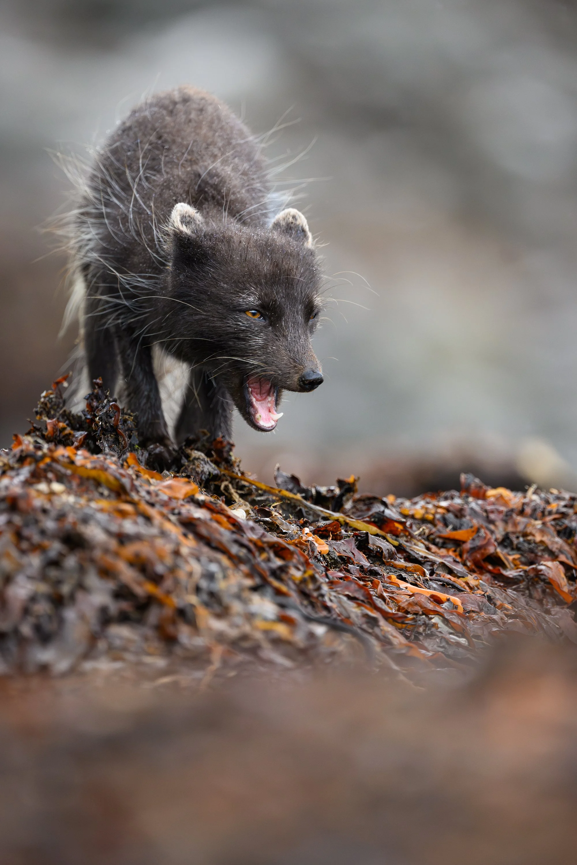 Composition verticale d'un jeune renard polaire marchant sur un promontoire rocheux, illustrant la vie sauvage en mouvement dans son environnement naturel