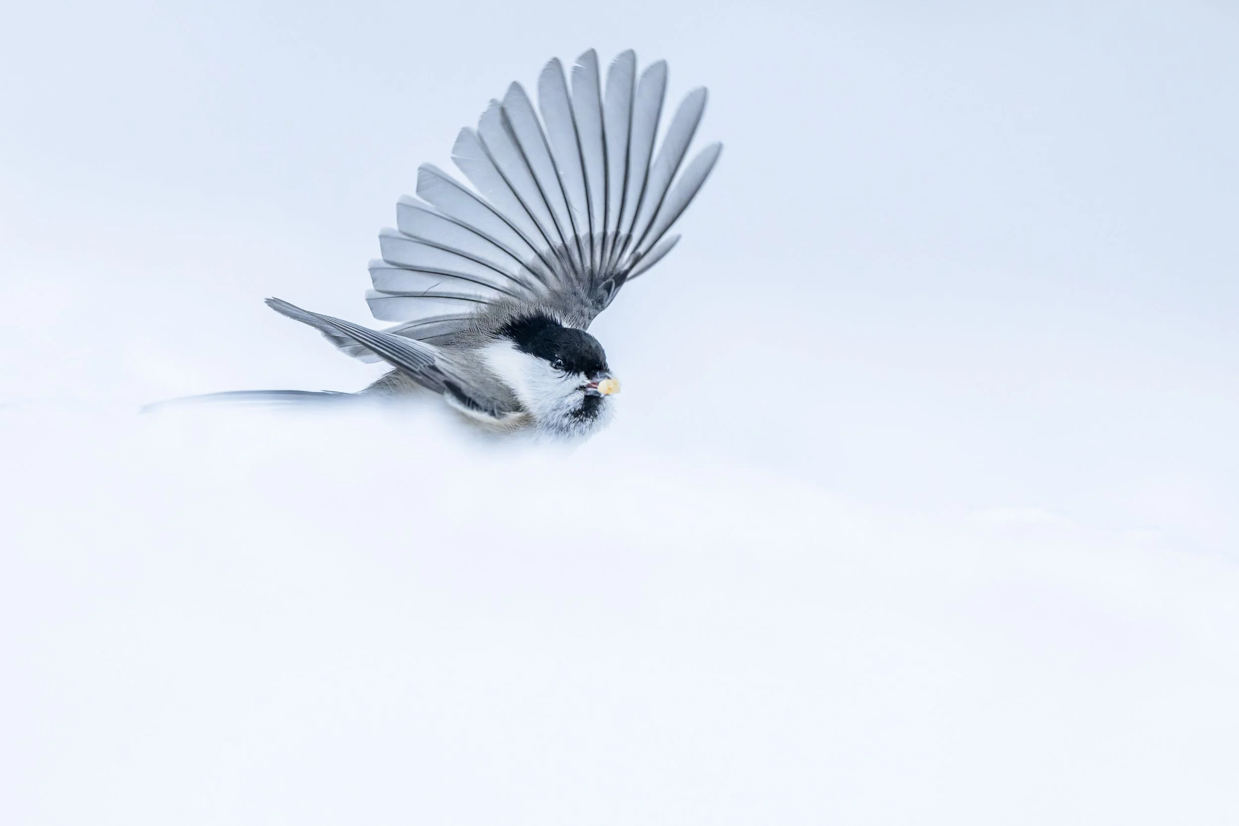 Photographie minimaliste d'un oiseau prenant son envol dans un paysage de neige immaculé, style épuré
